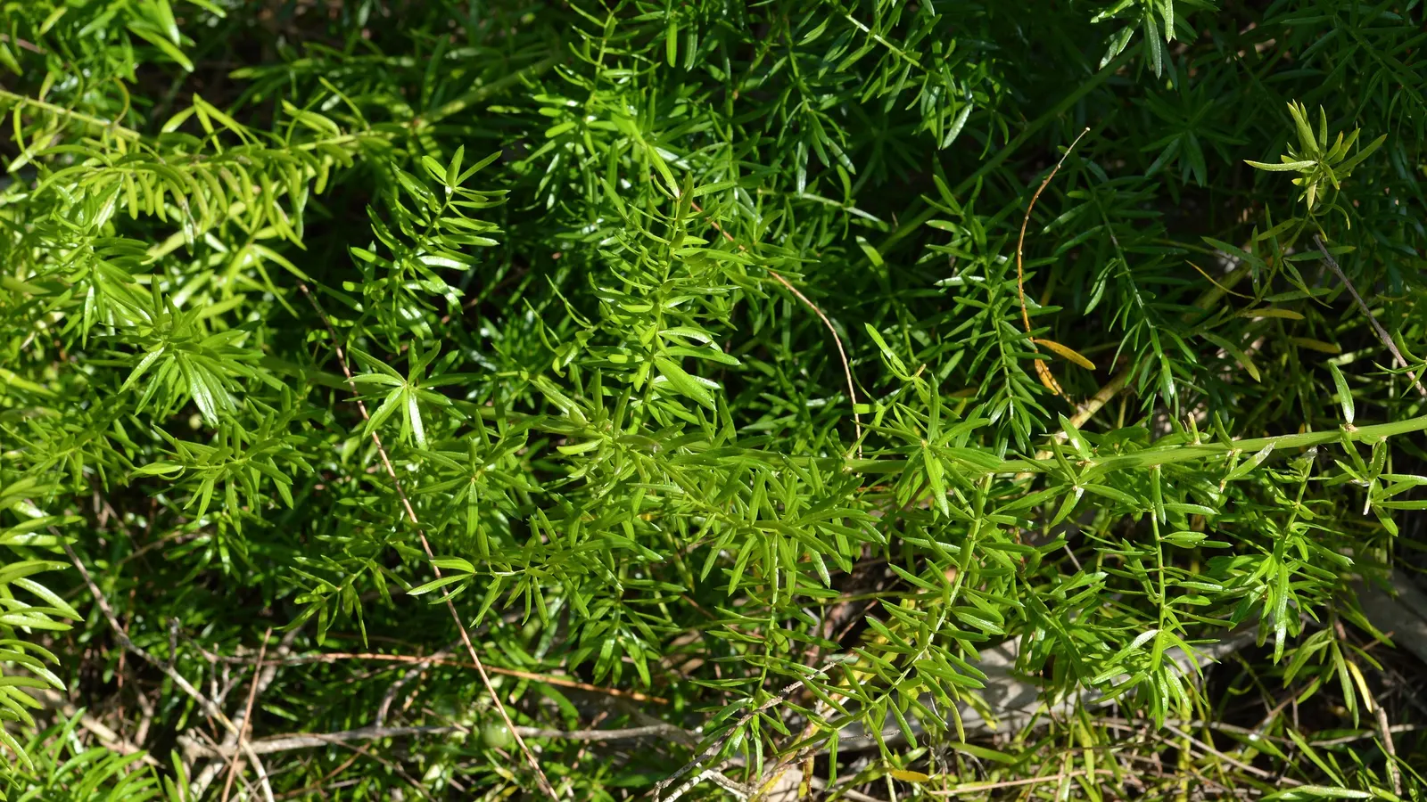 Sprenger Asparagus (Asparagus Densiflorus 'Sprengeri') — In summer, it produces small white flowers followed by vibrant red berries, adding a pop, image 121