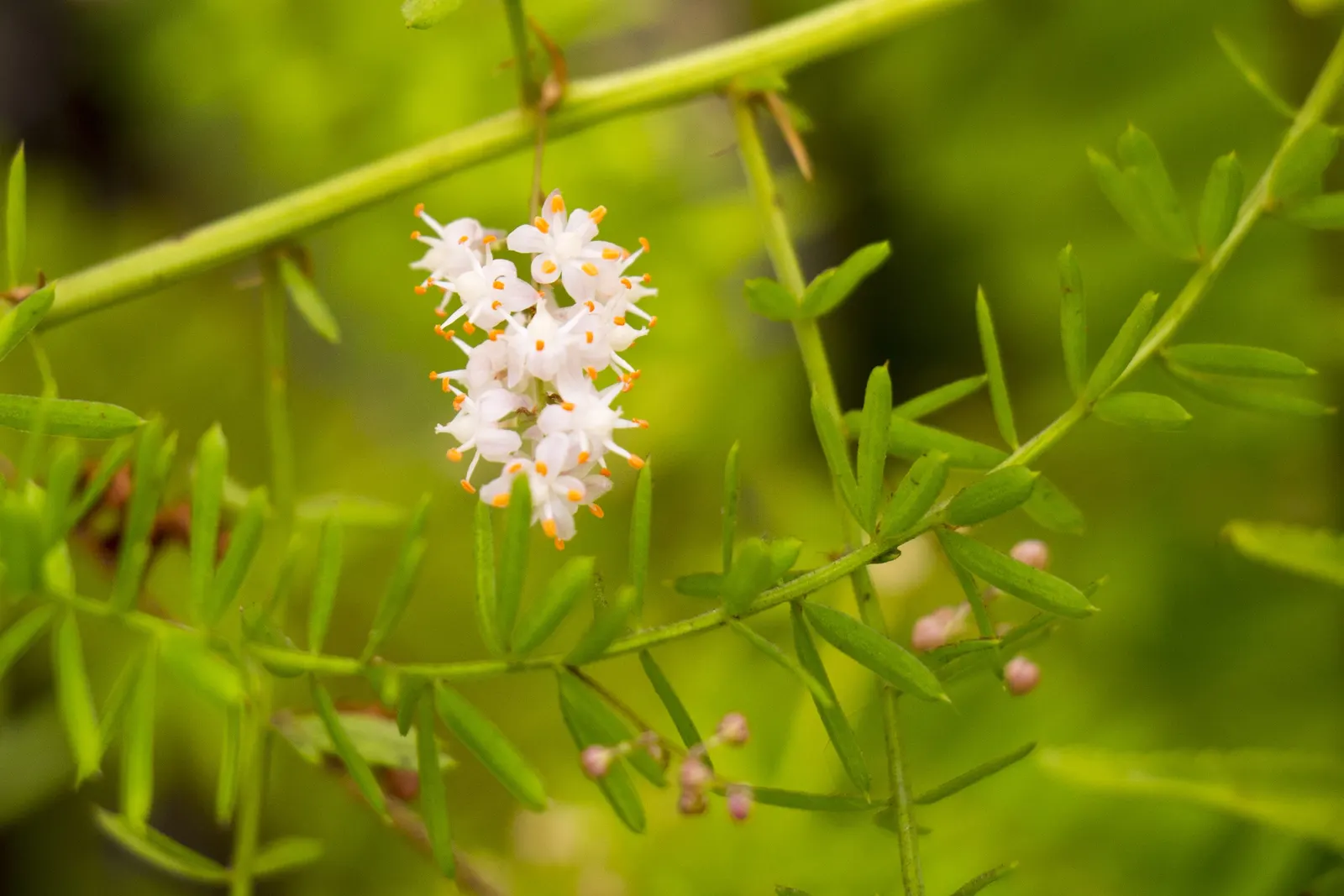 Sprenger Asparagus (Asparagus Densiflorus 'Sprengeri') — and as a groundcover in shaded areas of the garden; grows from a central root with trailing stems that