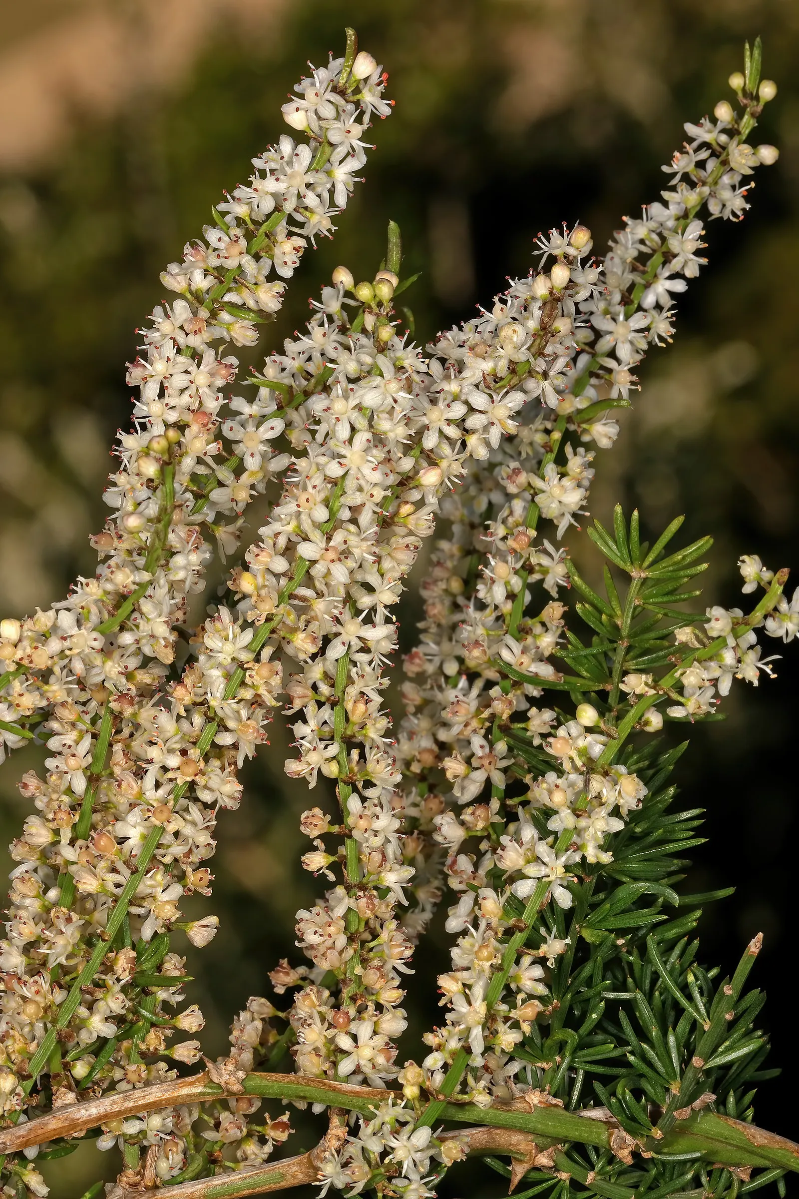 Sprenger Asparagus (Asparagus Densiflorus 'Sprengeri') — it's important to note that the berries are toxic if ingested; grows from a central root, image 101