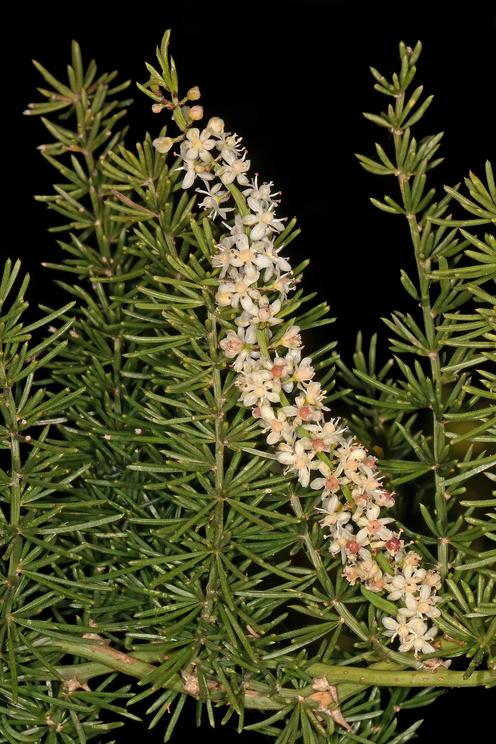 Sprenger Asparagus (Asparagus Densiflorus 'Sprengeri') — it's important to note that the berries are toxic if ingested; grows from a central root, image 80