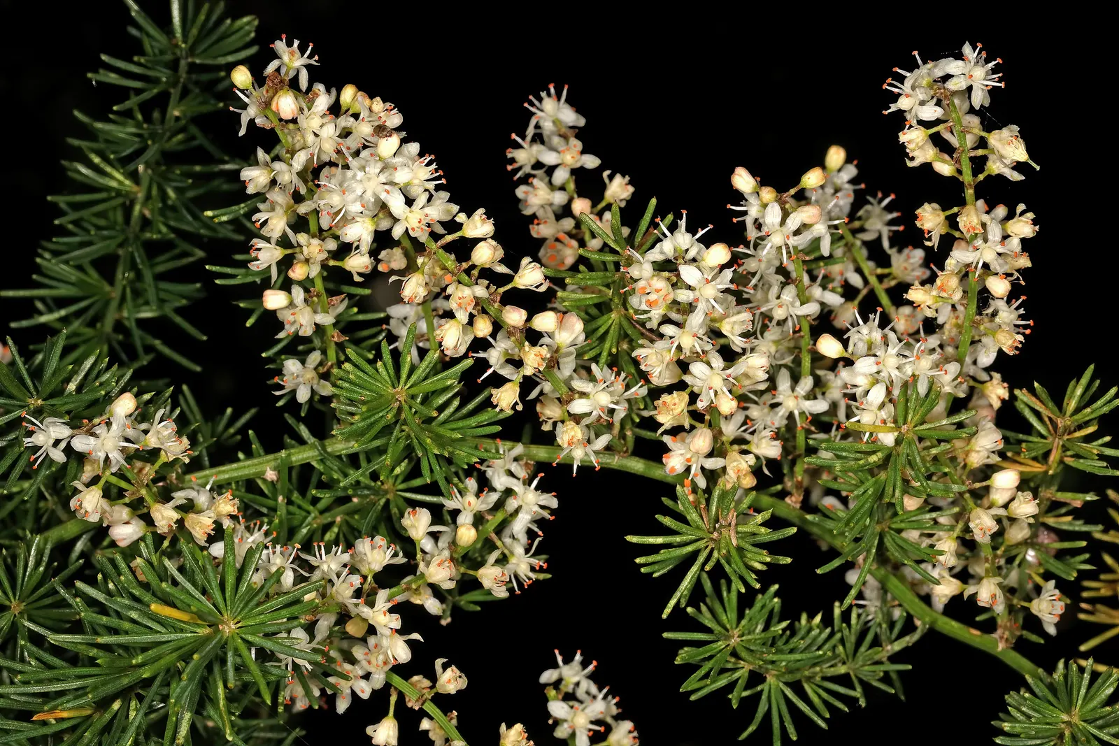 Sprenger Asparagus (Asparagus Densiflorus 'Sprengeri') — ornamental fern-like perennial; grows from a central root with trailing stems that can, image 65