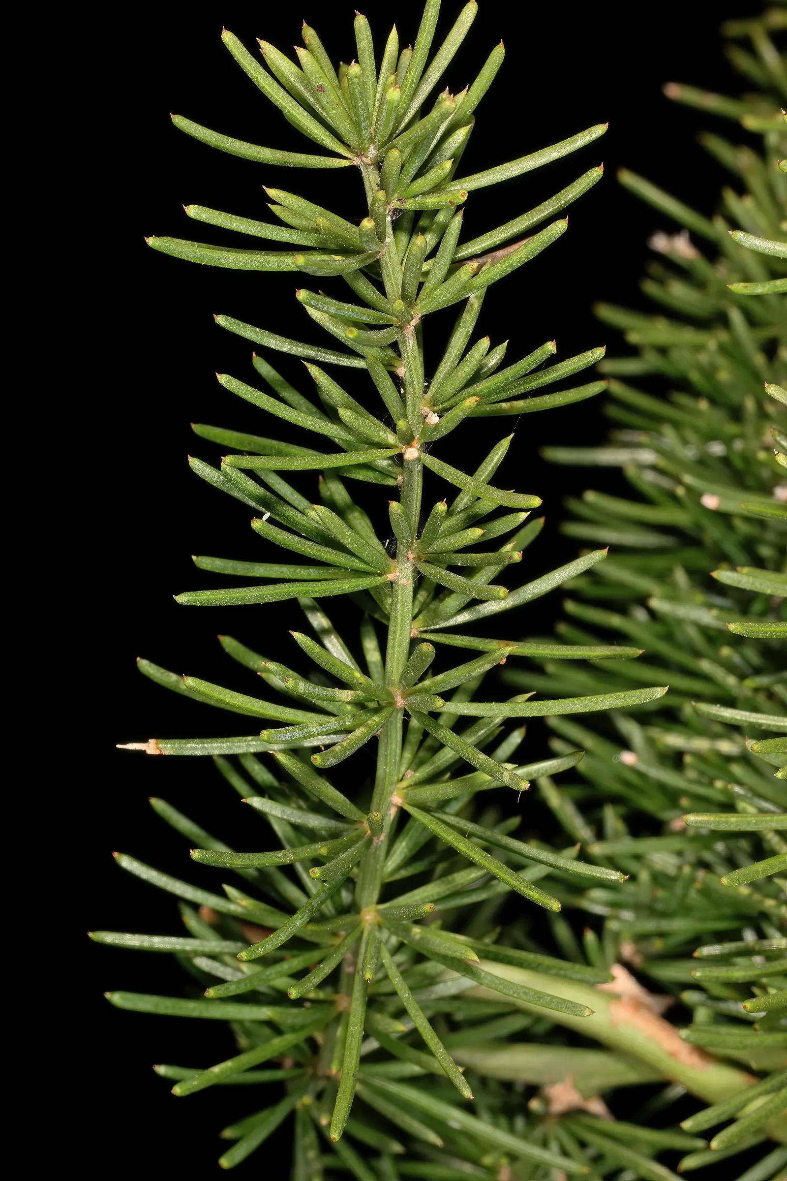 Sprenger Asparagus (Asparagus Densiflorus 'Sprengeri') — In summer, it produces small white flowers followed by vibrant red berries, adding a pop, image 37