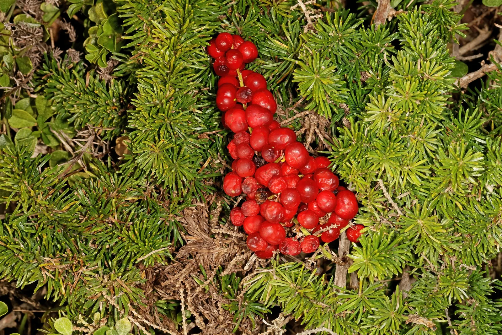 Sprenger Asparagus (Asparagus Densiflorus 'Sprengeri') — Requires well-drained soil and partial shade to full sun
