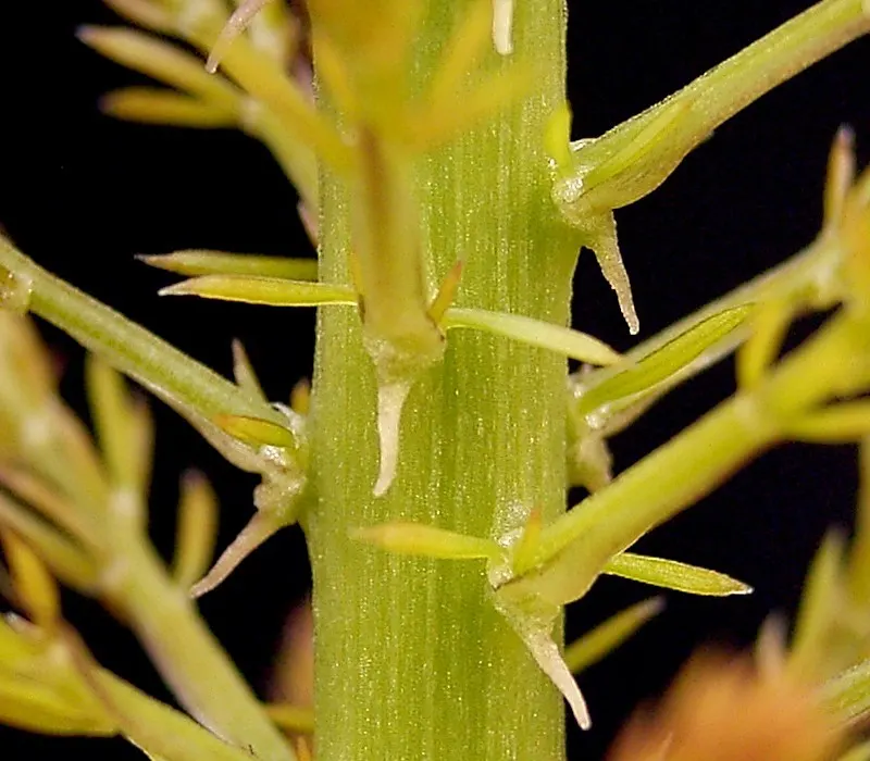 Sprenger Asparagus (Asparagus Densiflorus 'Sprengeri') — It thrives in USDA hardiness zones 9 to 11 and performs best in partial to full shade, image 117
