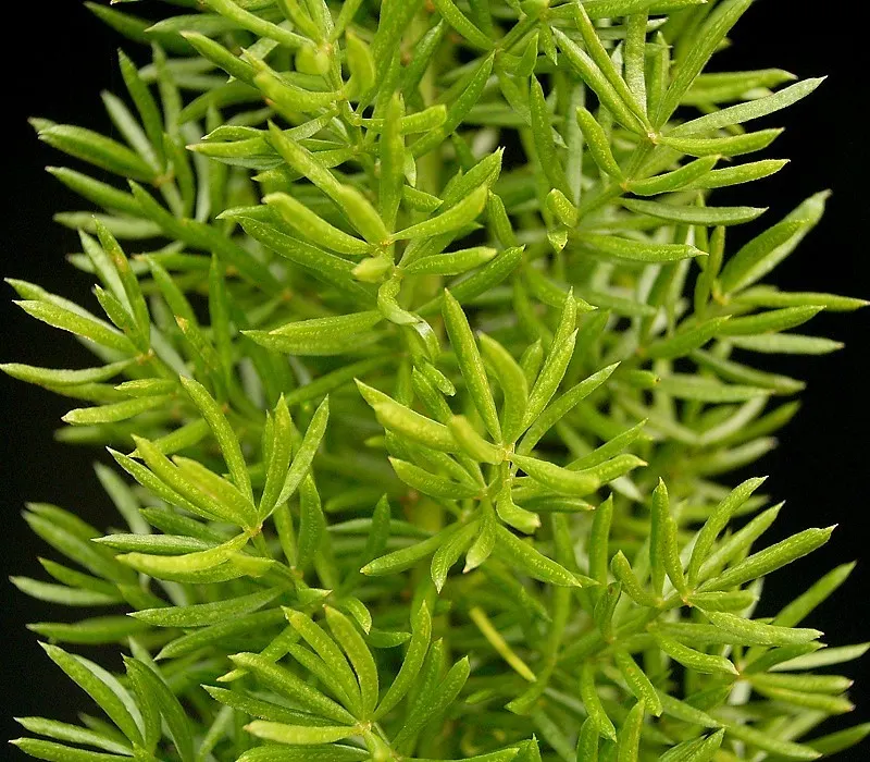 Sprenger Asparagus (Asparagus Densiflorus 'Sprengeri') — ornamental fern-like perennial; grows from a central root with trailing stems that can, image 128