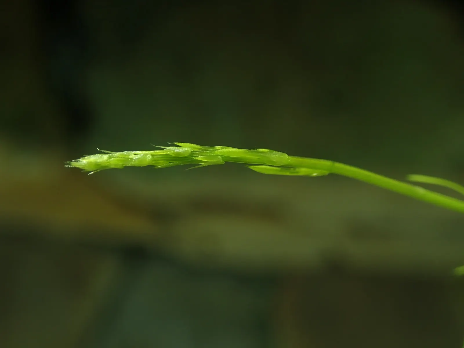 Sprenger Asparagus (Asparagus Densiflorus 'Sprengeri') — feathery texture to your landscape design; perfect for hanging baskets, it adds texture, image 115