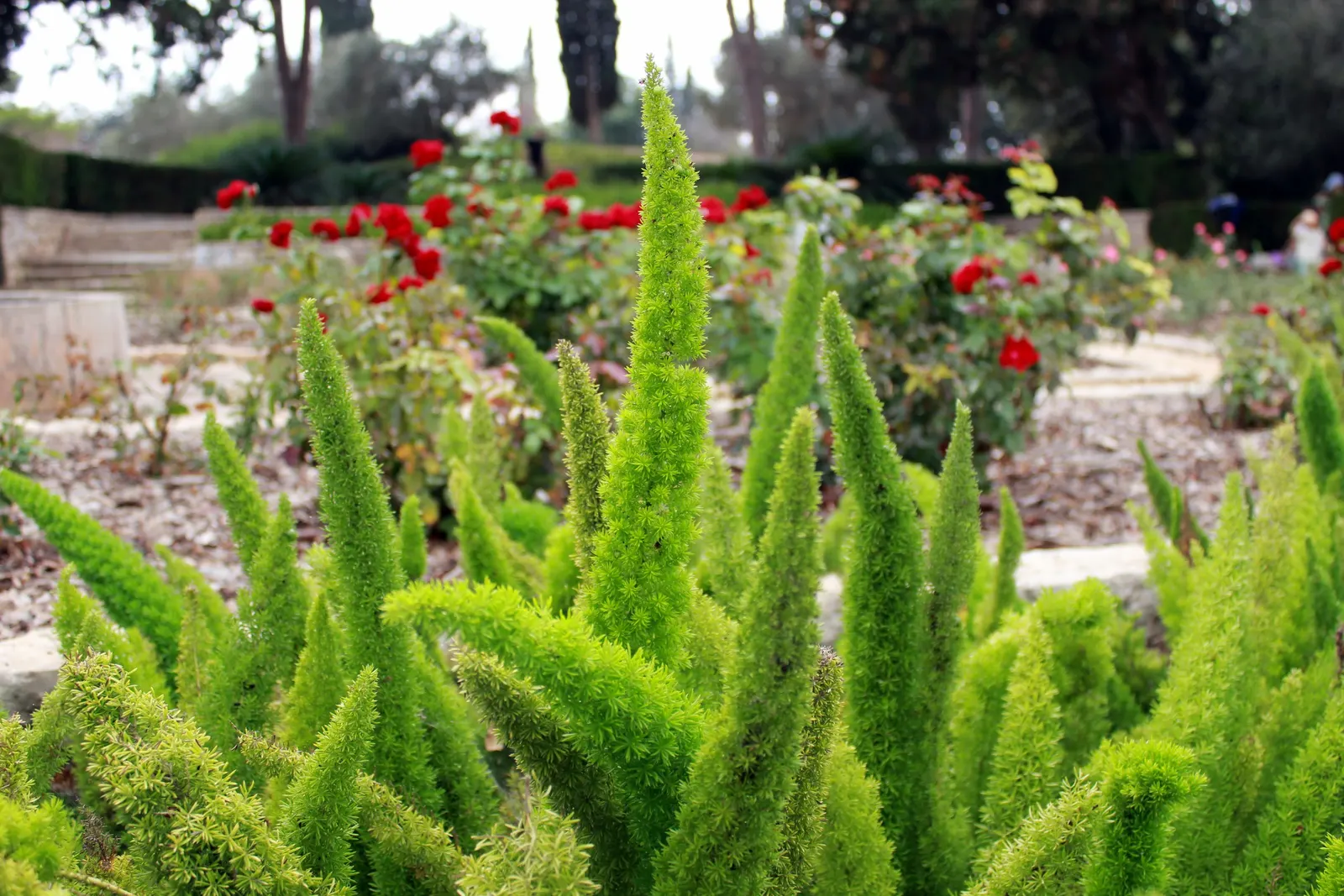 Sprenger Asparagus (Asparagus Densiflorus 'Sprengeri') — commonly known as Sprenger Asparagus or Asparagus fern; grows from a central root with, image 113