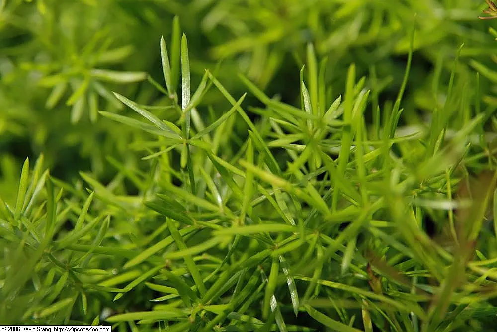 Sprenger Asparagus (Asparagus Densiflorus 'Sprengeri') — is an evergreen perennial that adds a lush; sprenger Asparagus adapts well but can become, image 114