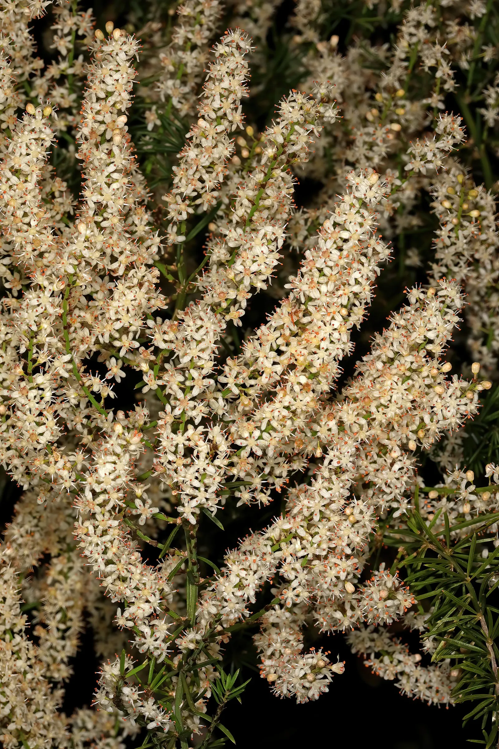 Sprenger Asparagus (Asparagus Densiflorus 'Sprengeri') — Perfect for hanging baskets, it adds texture with its cascading nature, image 25