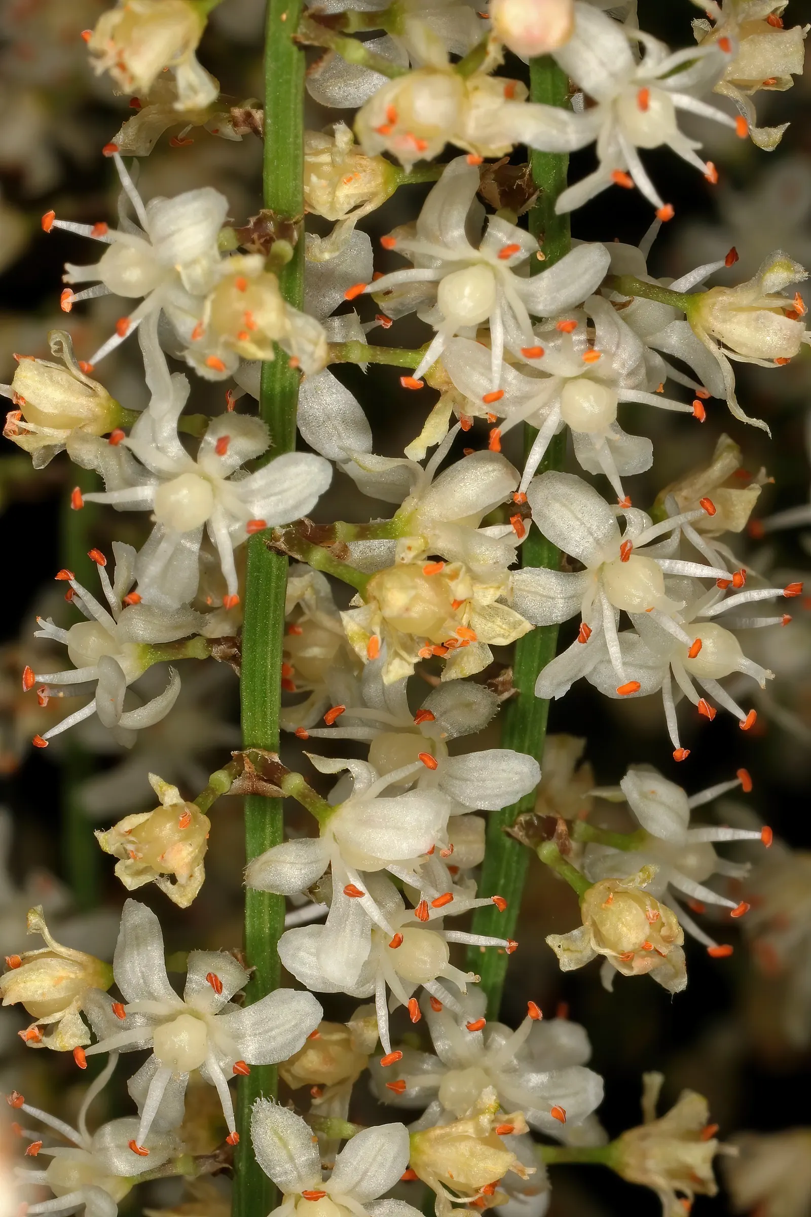 Sprenger Asparagus (Asparagus Densiflorus 'Sprengeri') — feathery texture to your landscape design; perfect for hanging baskets, it adds texture, image 73