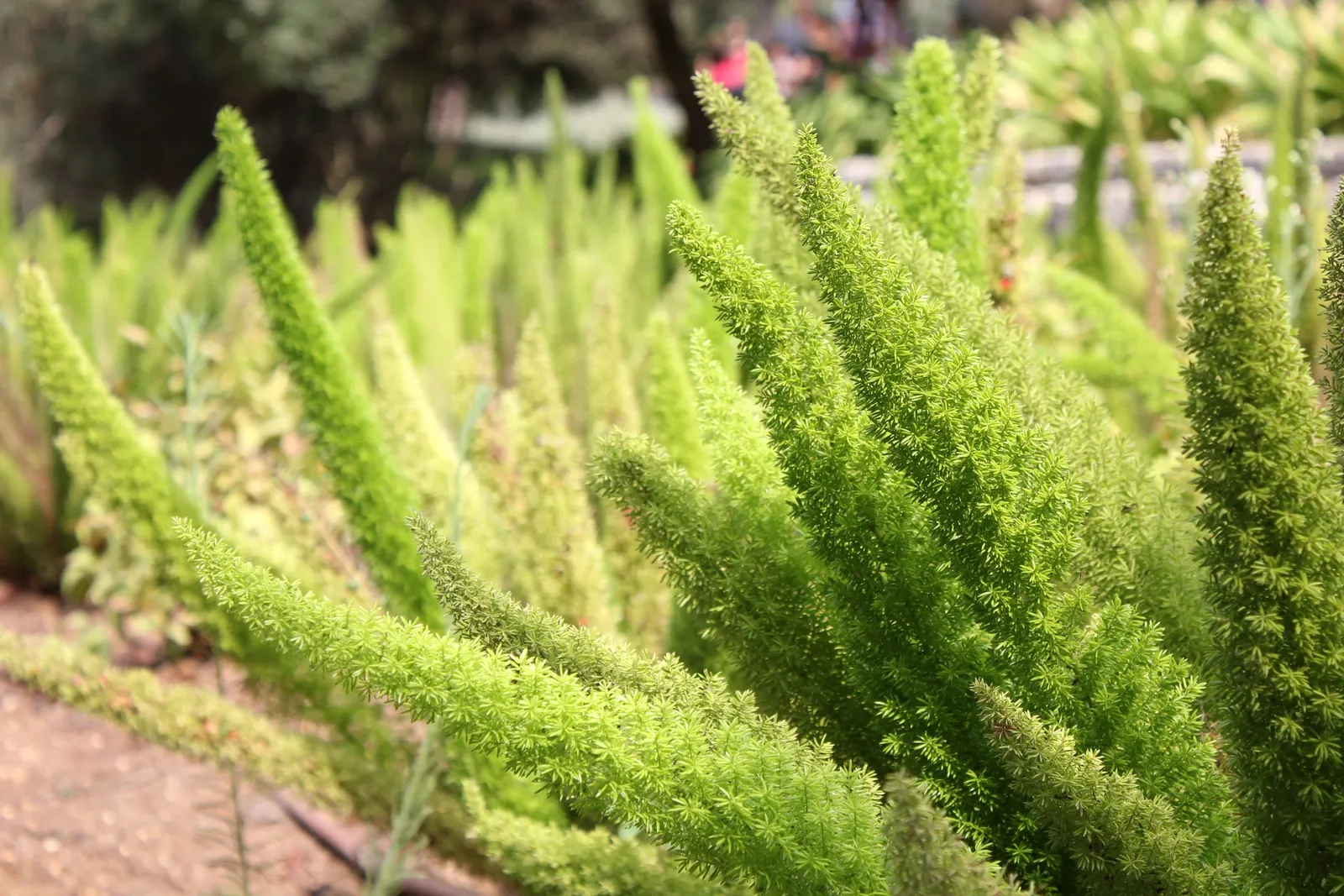 Sprenger Asparagus (Asparagus Densiflorus 'Sprengeri') — grows from a central root with trailing stems that can extend up to 3 feet in length