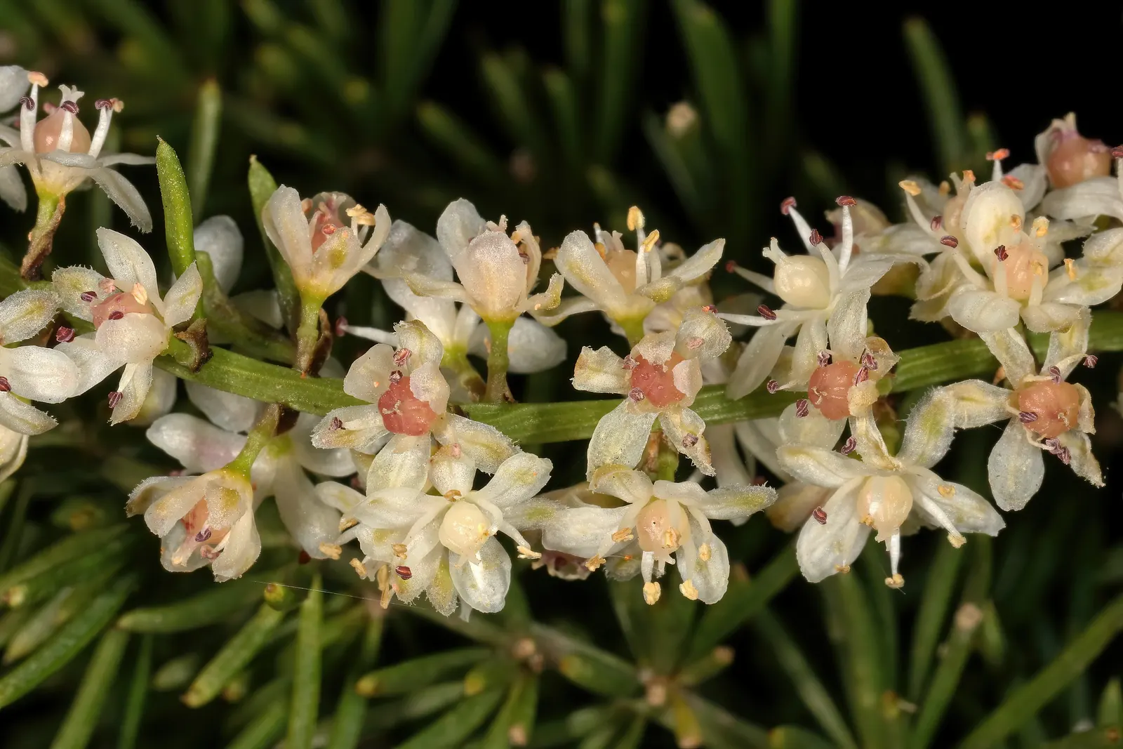 Sprenger Asparagus (Asparagus Densiflorus 'Sprengeri') — Requires well-drained soil and partial shade to full sun; grows from a central root with, image 47