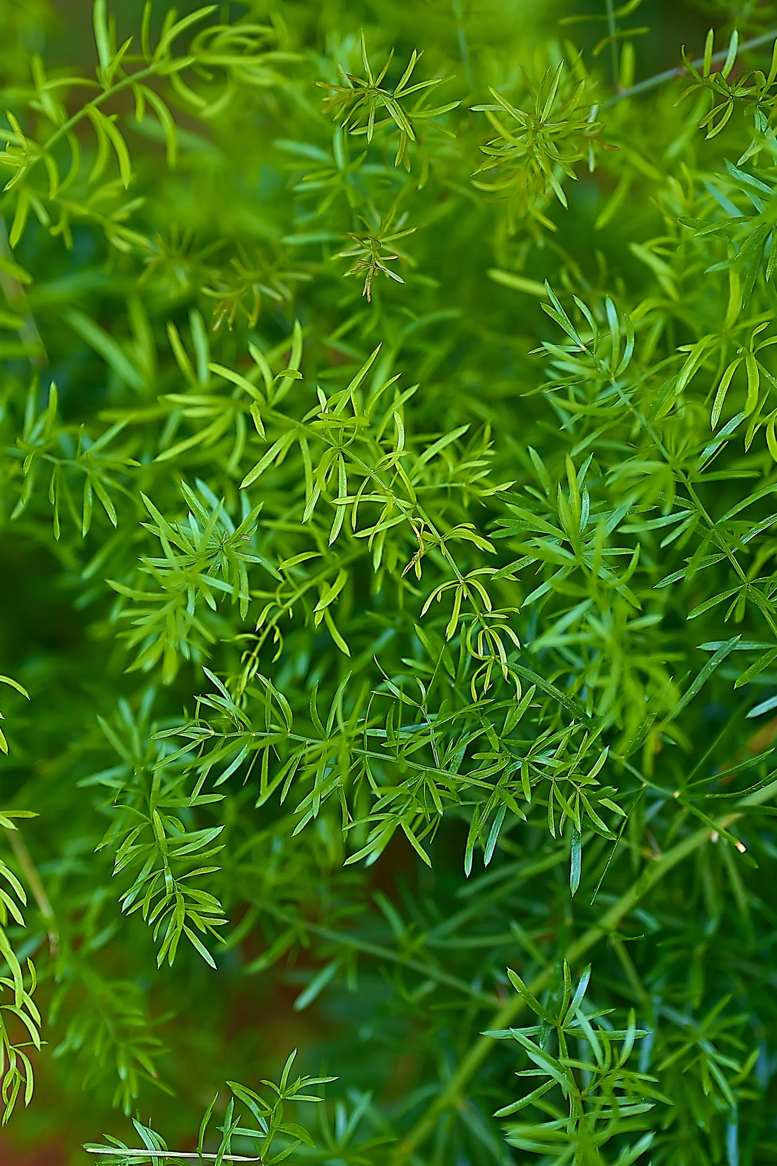 Sprenger Asparagus (Asparagus Densiflorus 'Sprengeri') — Overall, this plant adds a delicate texture and year-round greenery to any garden setting, image 104