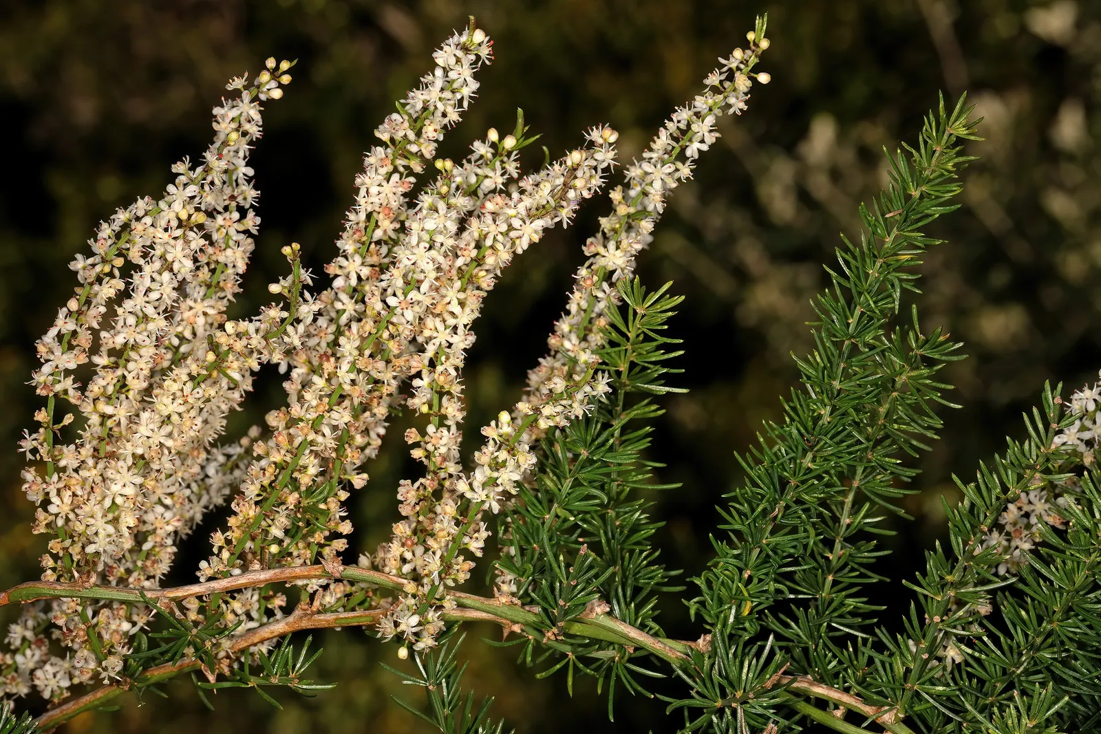 Sprenger Asparagus (Asparagus Densiflorus 'Sprengeri') — Overall, this plant adds a delicate texture and year-round greenery to any garden setting; grows from