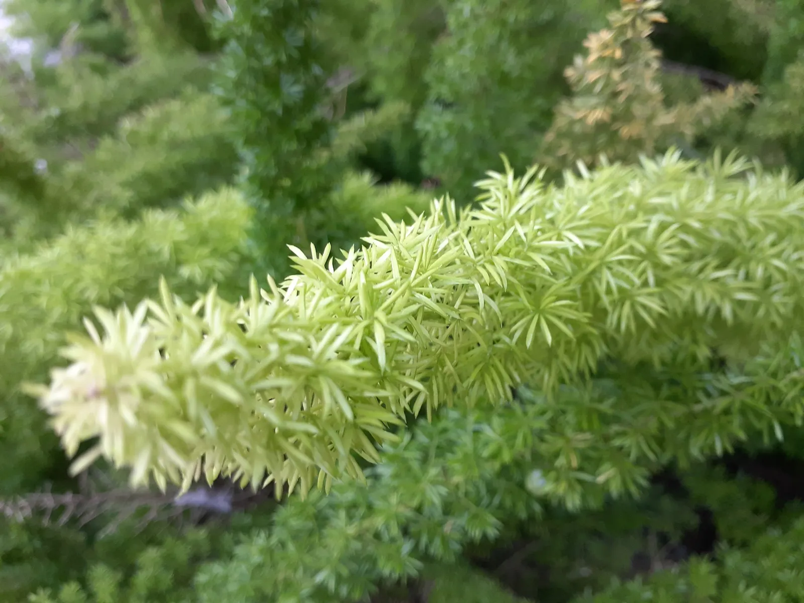 Sprenger Asparagus (Asparagus Densiflorus 'Sprengeri') — It thrives in USDA hardiness zones 9 to 11 and performs best in partial to full shade, image 75