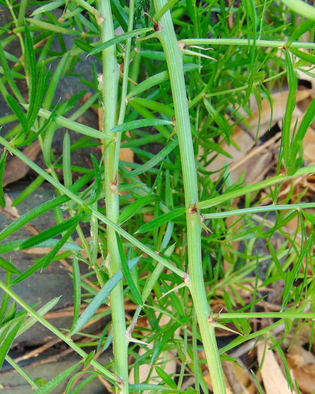 Sprenger Asparagus (Asparagus Densiflorus 'Sprengeri') — Sprenger Asparagus adapts well but can become invasive in certain areas, image 81