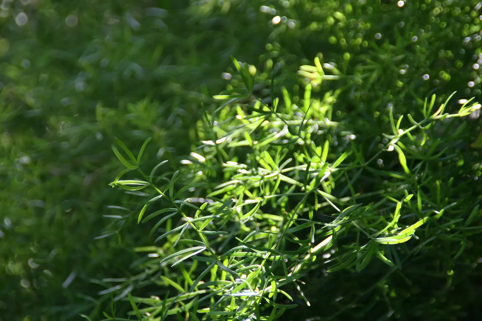 Sprenger Asparagus (Asparagus Densiflorus 'Sprengeri') — Drought-tolerant once established, with moderate water needs; sprenger Asparagus adapts, image 132