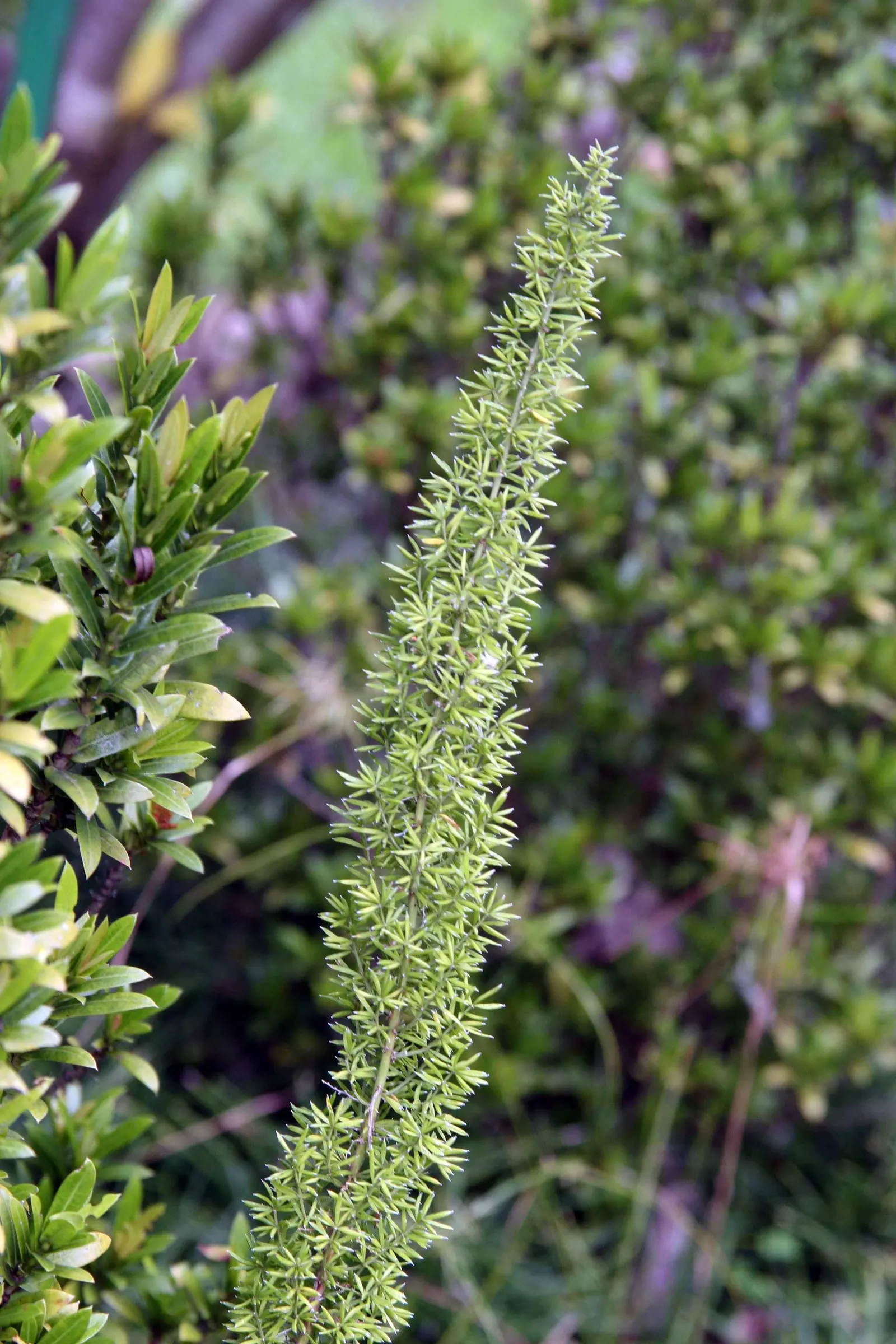 Sprenger Asparagus (Asparagus Densiflorus 'Sprengeri') — commonly called Sprenger Asparagus; perfect for hanging baskets, it adds texture with its cascading
