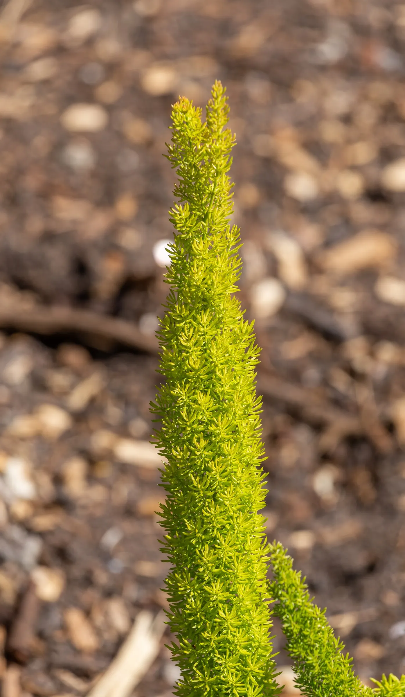 Sprenger Asparagus (Asparagus Densiflorus 'Sprengeri') — ornamental fern-like perennial; grows from a central root with trailing stems that can, image 107