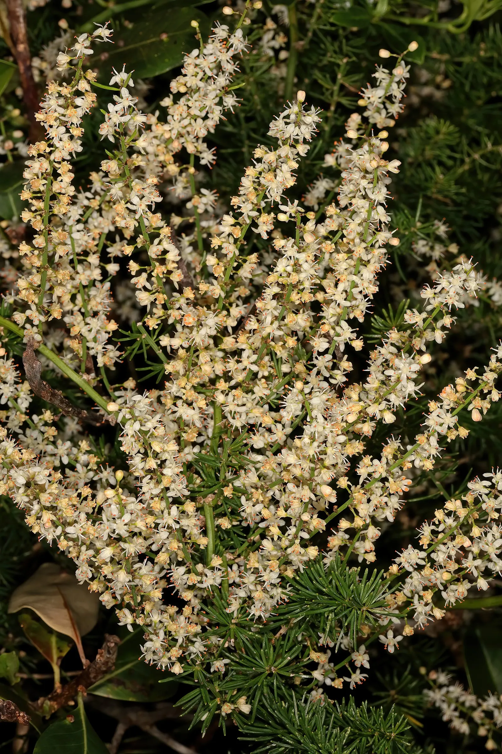 Sprenger Asparagus (Asparagus Densiflorus 'Sprengeri') — feathery texture to your landscape design; perfect for hanging baskets, it adds texture with its