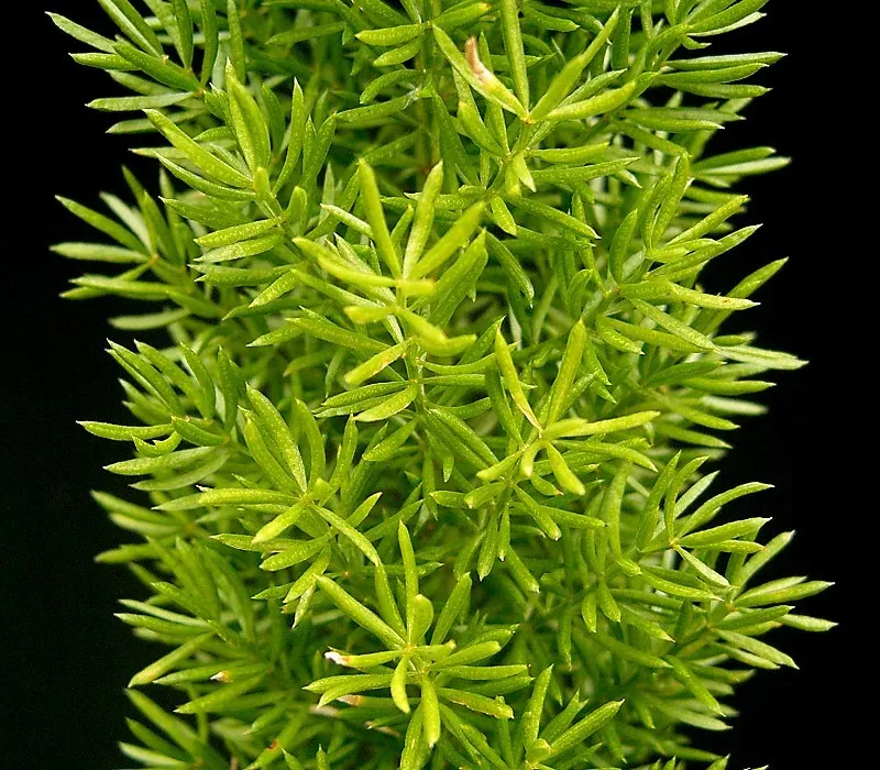 Sprenger Asparagus (Asparagus Densiflorus 'Sprengeri') — Sprenger Asparagus adapts well but can become invasive in certain areas, image 123