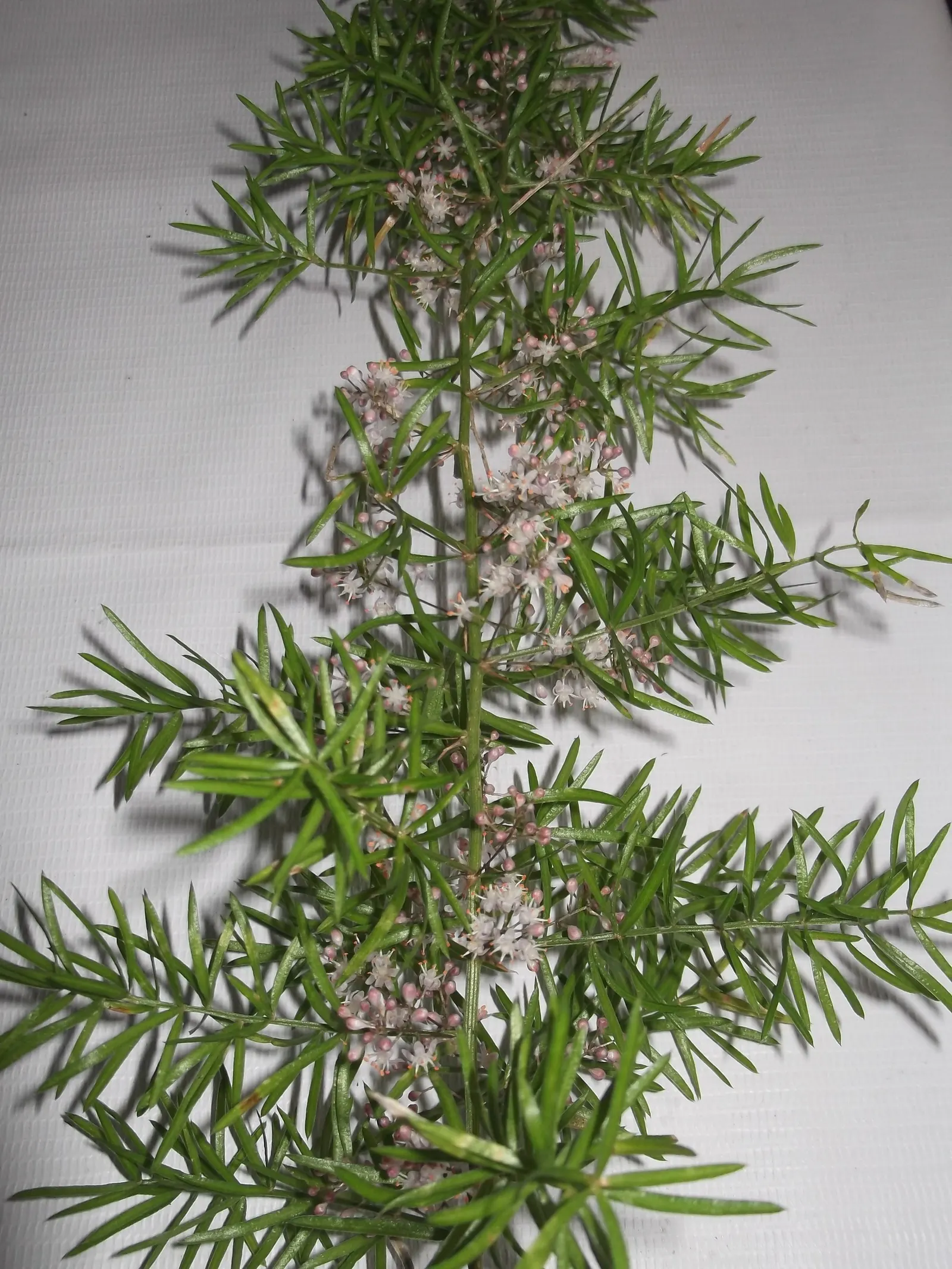 Sprenger Asparagus (Asparagus Densiflorus 'Sprengeri') — Drought-tolerant once established, with moderate water needs; sprenger Asparagus adapts, image 111