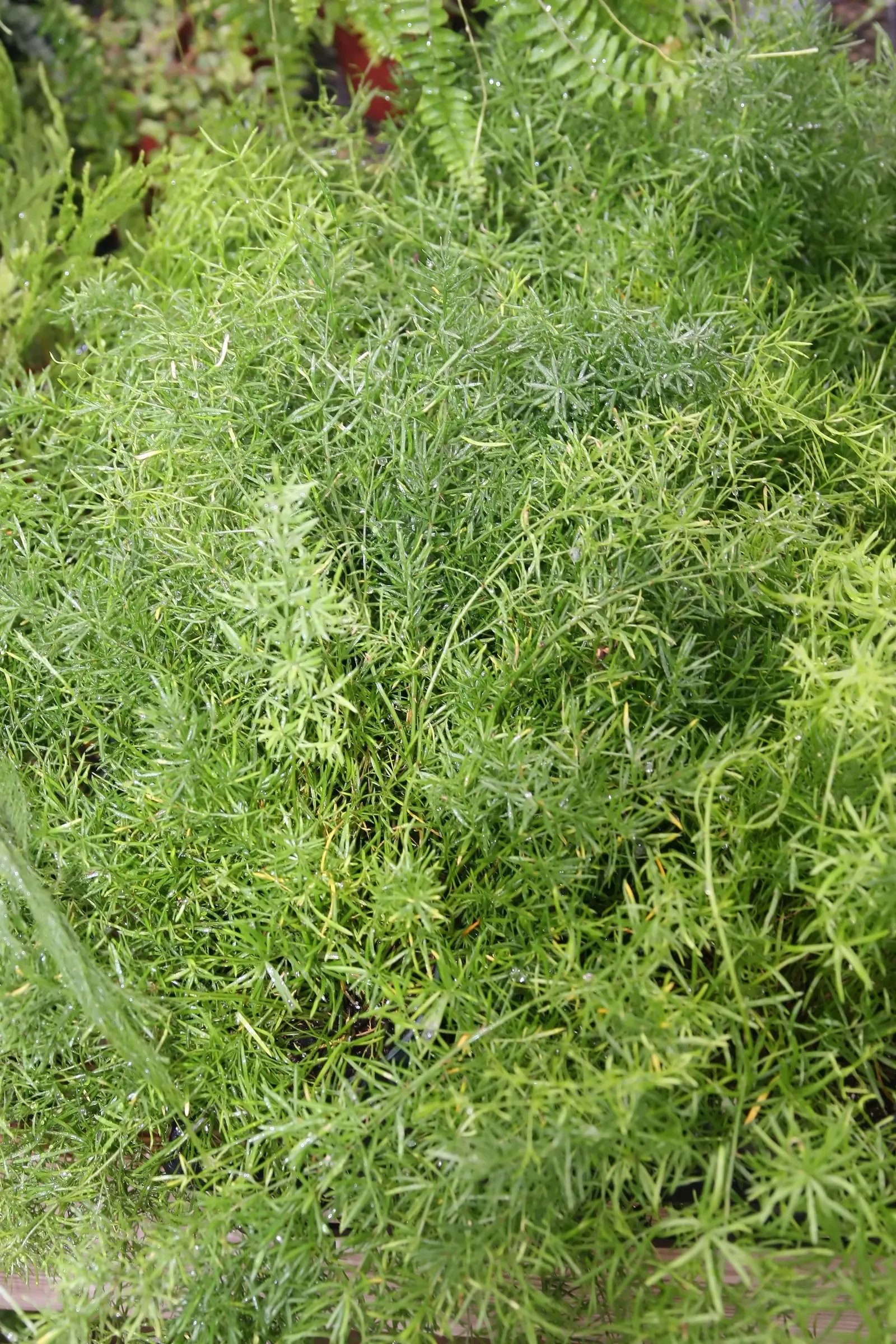 Sprenger Asparagus (Asparagus Densiflorus 'Sprengeri') — It thrives in USDA hardiness zones 9 to 11 and performs best in partial to full shade