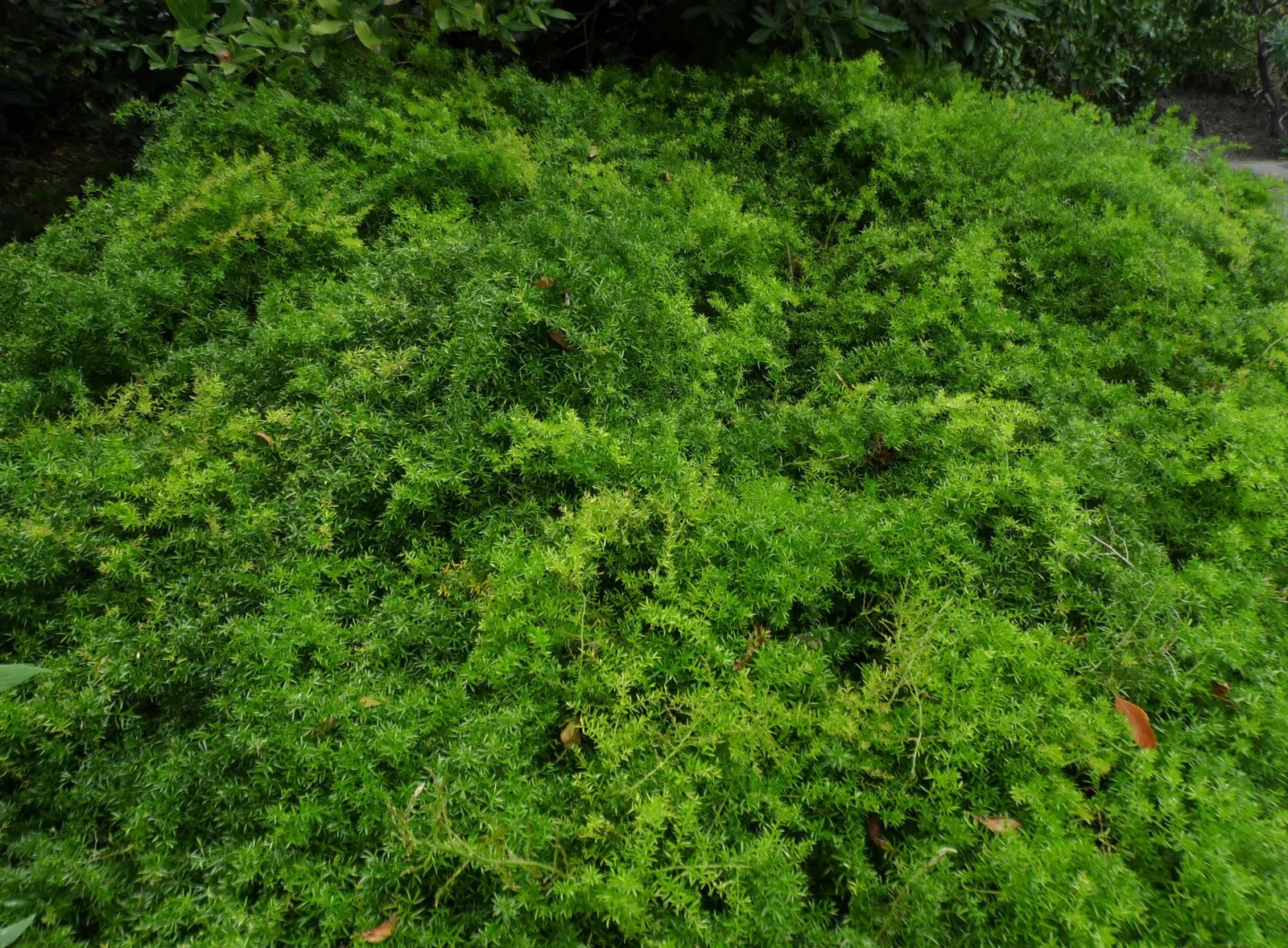 Sprenger Asparagus (Asparagus Densiflorus 'Sprengeri') — Drought-tolerant once established, with moderate water needs; sprenger Asparagus adapts, image 69