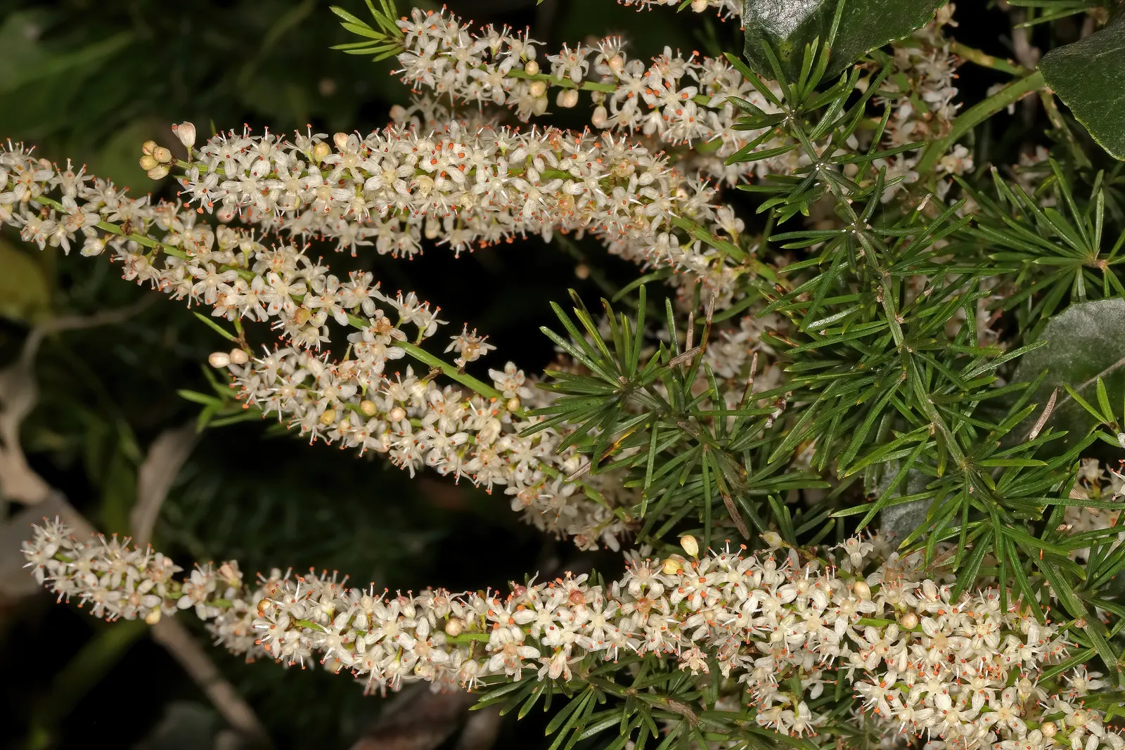 Sprenger Asparagus (Asparagus Densiflorus 'Sprengeri') — Requires well-drained soil and partial shade to full sun; grows from a central root with, image 110