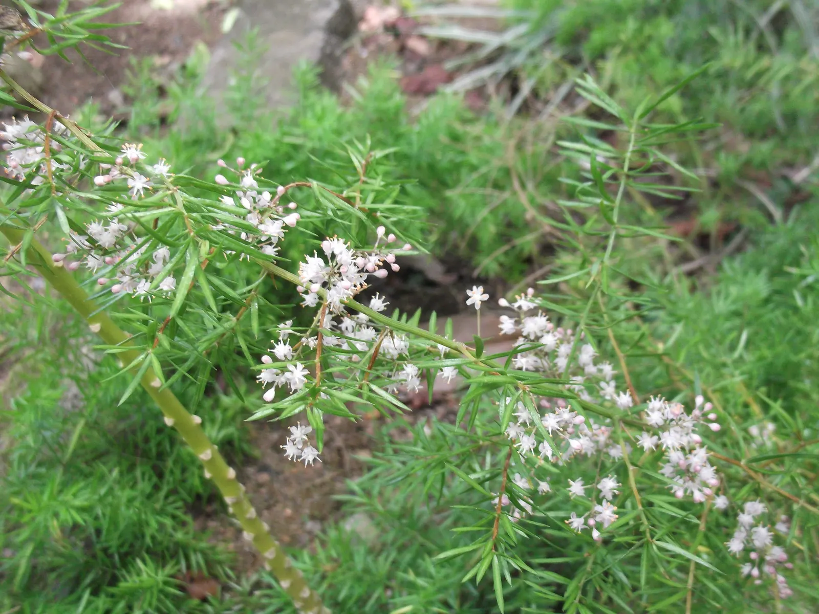 Sprenger Asparagus (Asparagus Densiflorus 'Sprengeri') — commonly known as Sprenger Asparagus or Asparagus fern; grows from a central root with, image 71