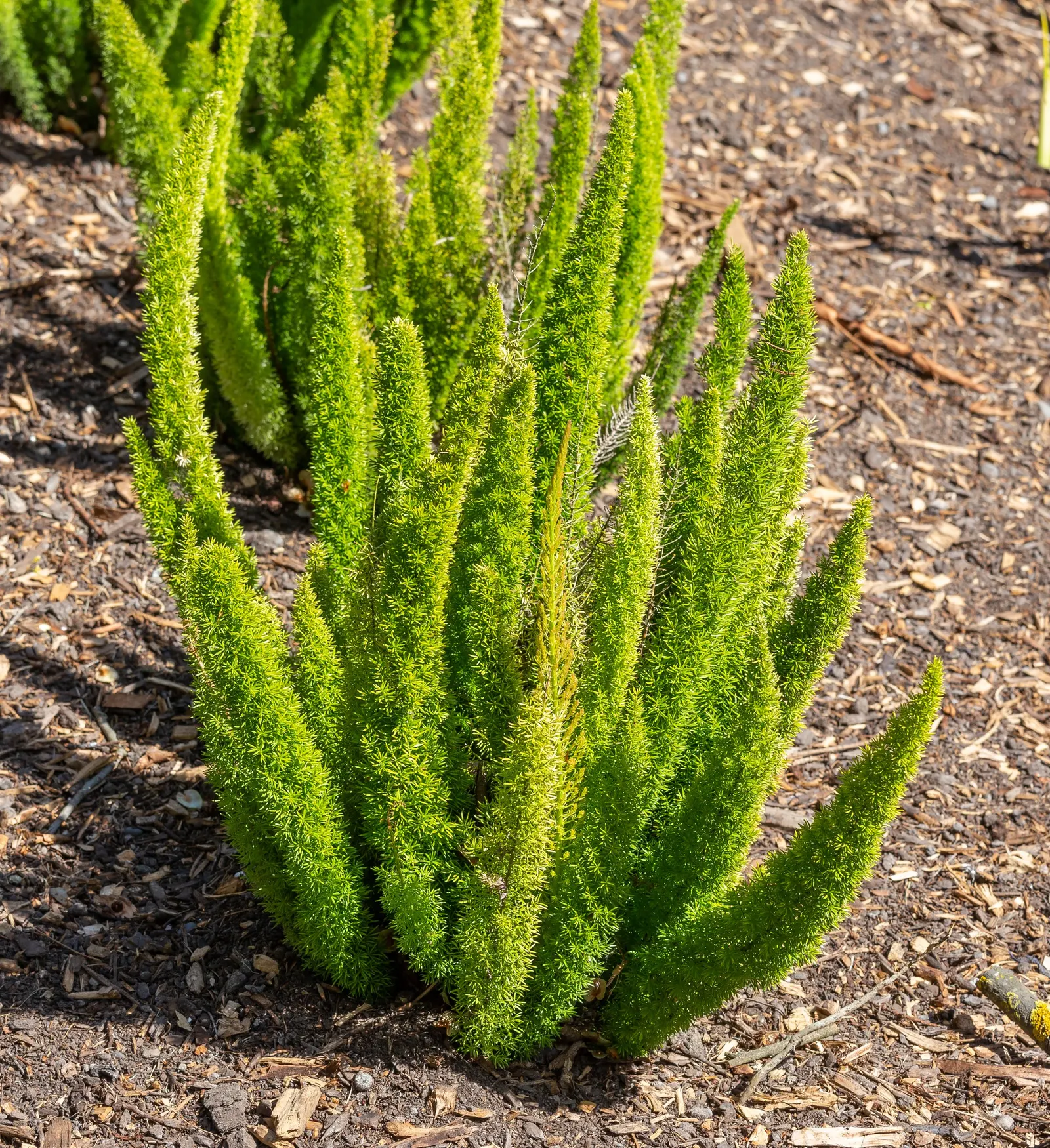 Sprenger Asparagus (Asparagus Densiflorus 'Sprengeri') — where its trailing branches can create a cascading effect; sprenger Asparagus adapts well, image 99
