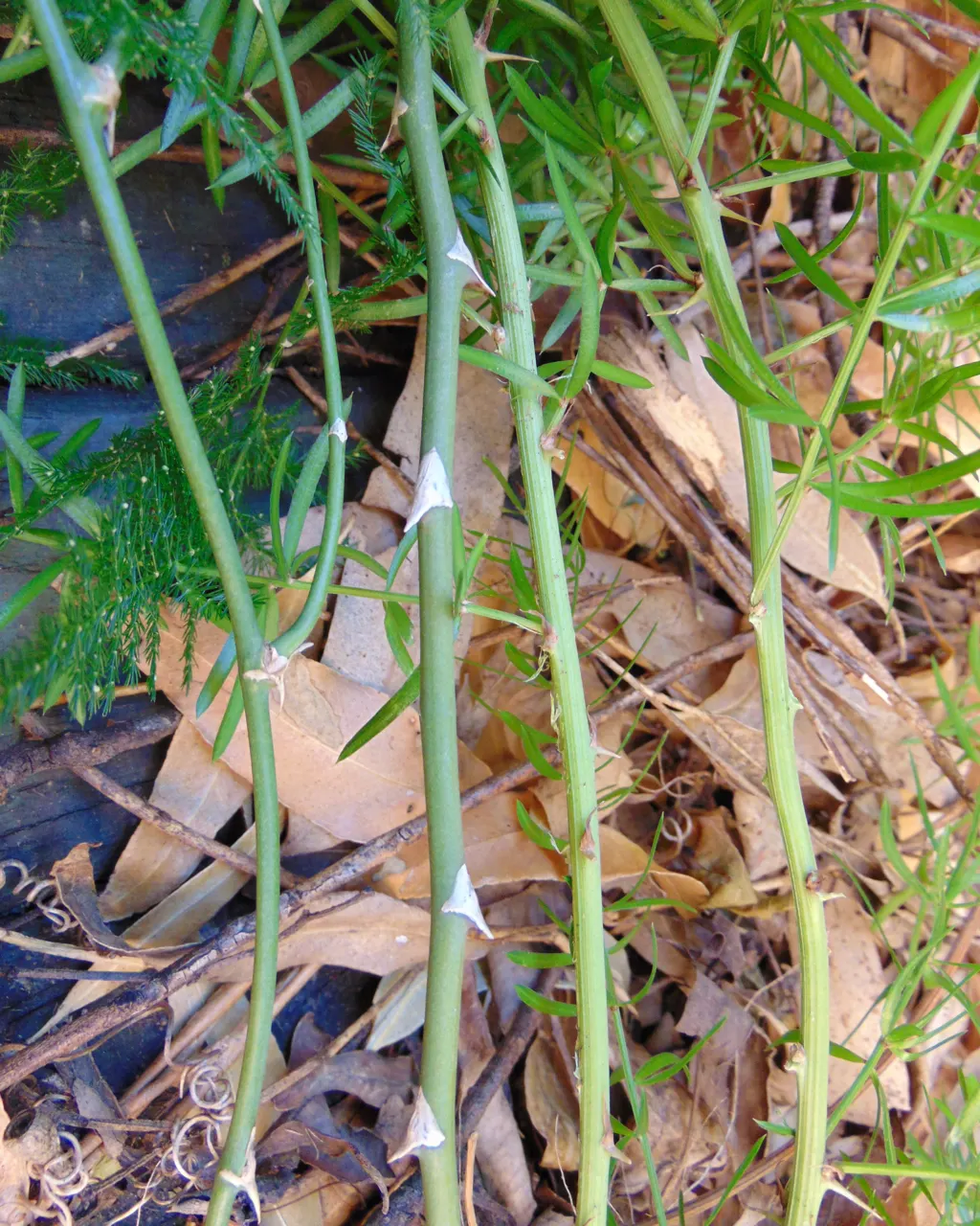 Sprenger Asparagus (Asparagus Densiflorus 'Sprengeri') — grows from a central root with trailing stems that can extend up to 3 feet in length, image 74