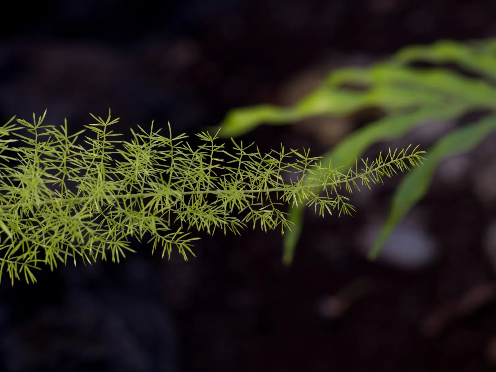 Sprenger Asparagus (Asparagus Densiflorus 'Sprengeri') — Keep watch for rare red berries which are toxic if ingested; perfect for hanging baskets, image 112