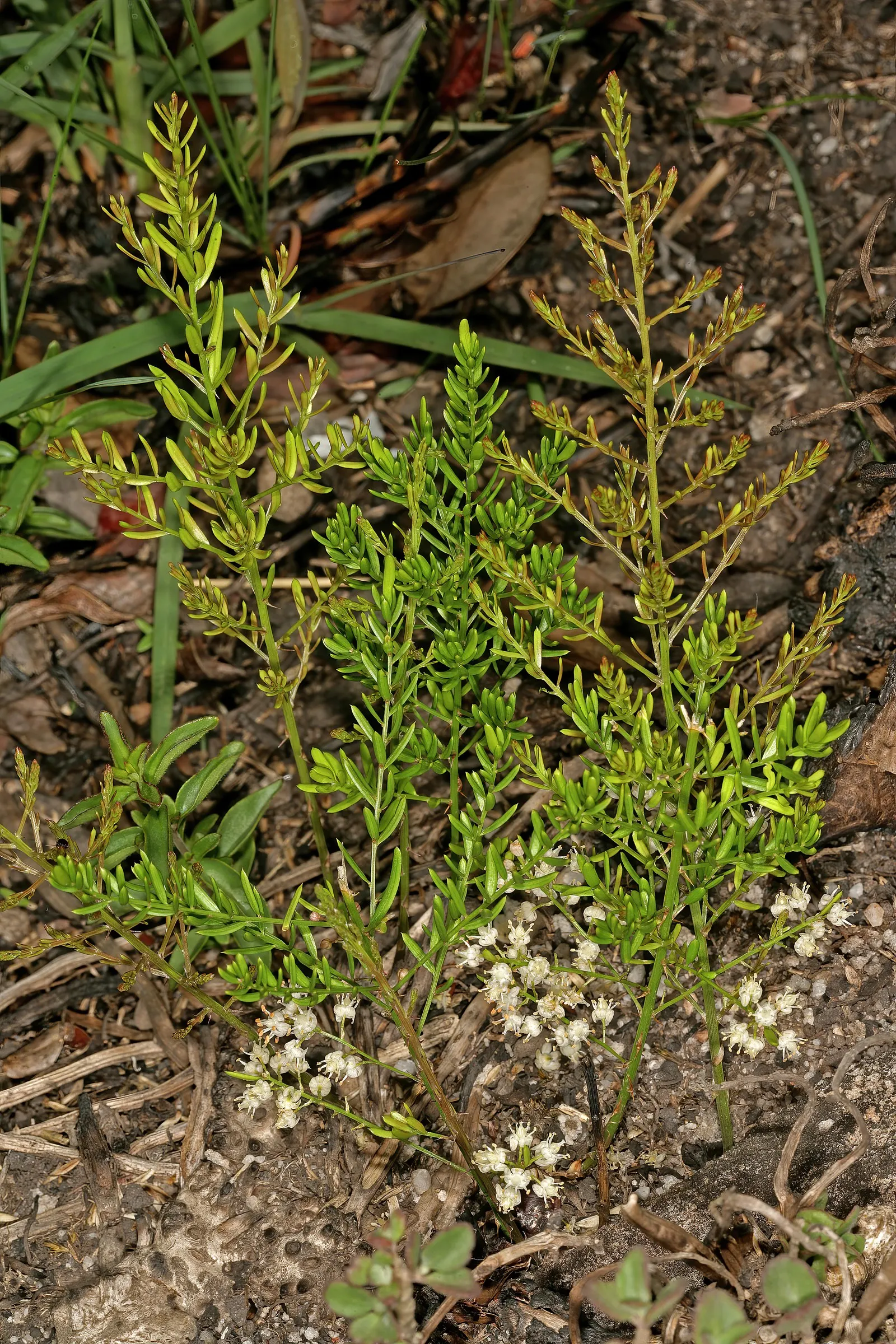 Sprenger Asparagus (Asparagus Densiflorus 'Sprengeri') — It's an excellent choice for hanging baskets; perfect for hanging baskets, it adds texture, image 97