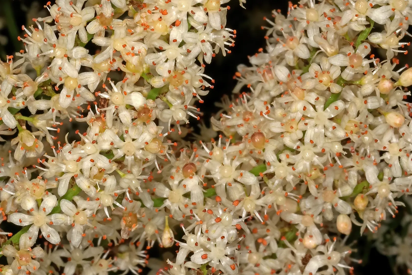 Sprenger Asparagus (Asparagus Densiflorus 'Sprengeri') — grows from a central root with trailing stems that can extend up to 3 feet in length, image 32