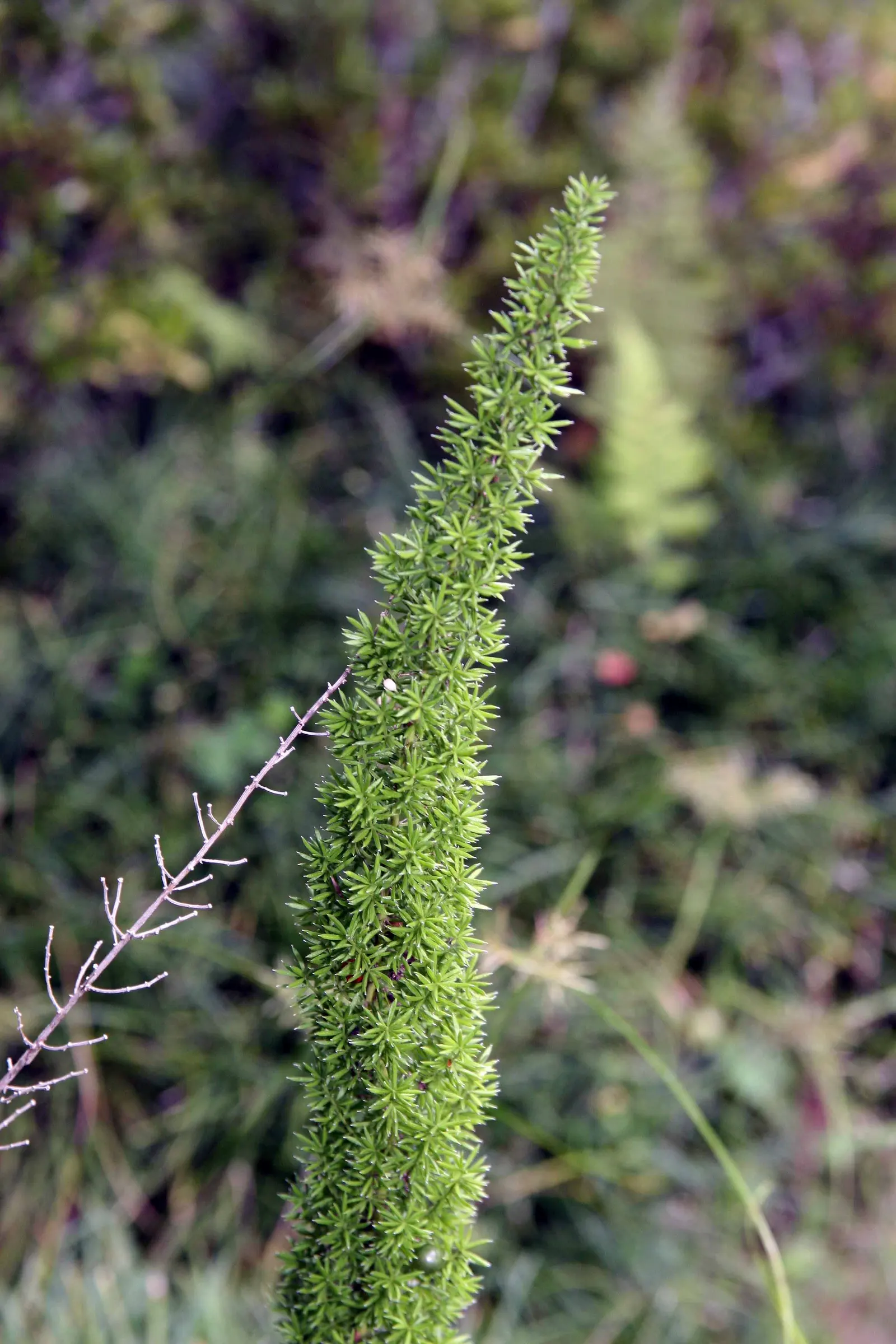 Sprenger Asparagus (Asparagus Densiflorus 'Sprengeri') — commonly known as Sprenger Asparagus or Asparagus fern; grows from a central root with, image 50
