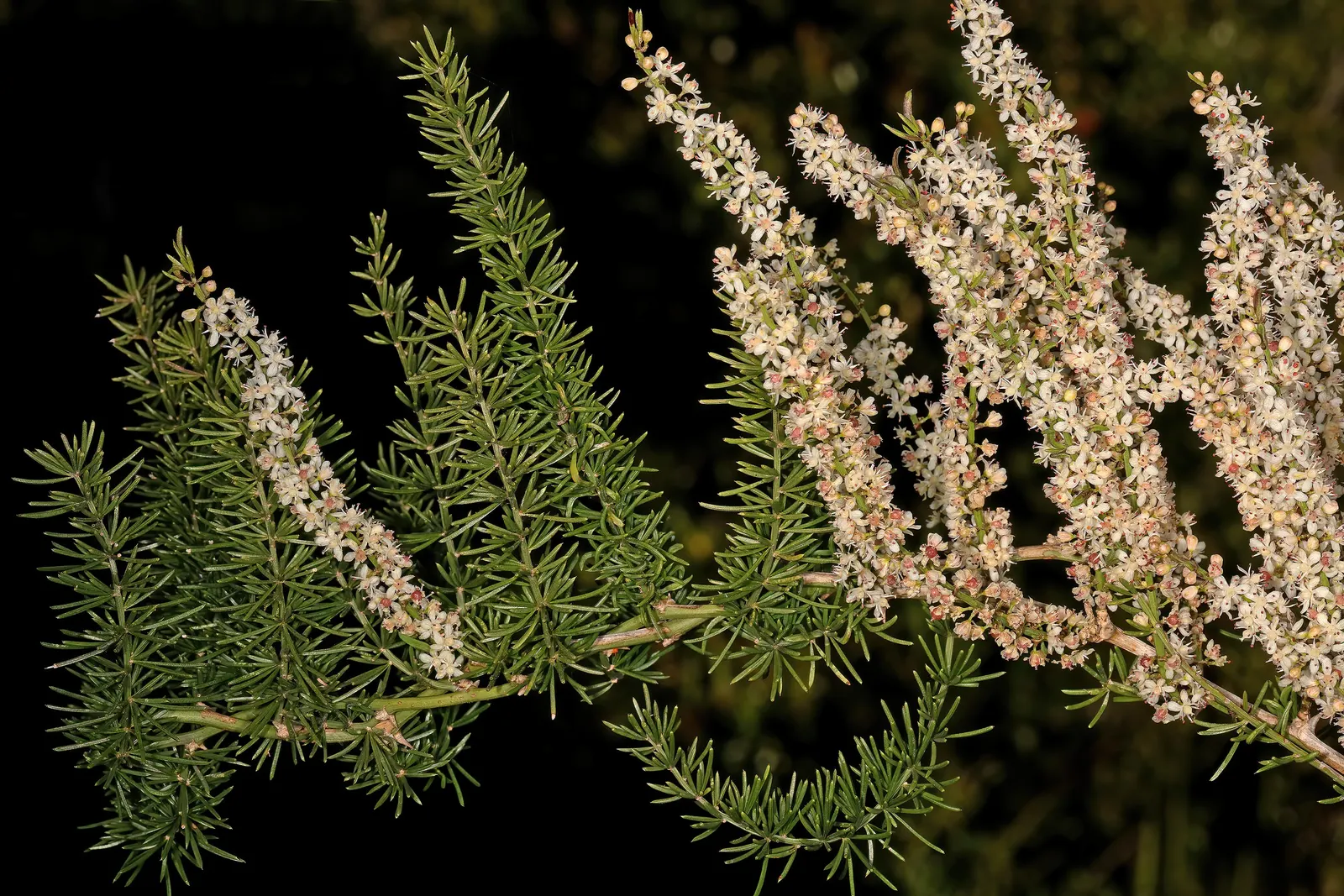 Sprenger Asparagus (Asparagus Densiflorus 'Sprengeri') — Perfect for hanging baskets, it adds texture with its cascading nature, image 109