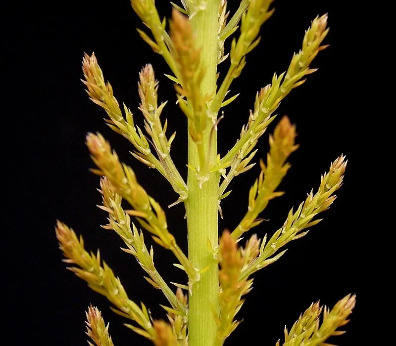 Sprenger Asparagus (Asparagus Densiflorus 'Sprengeri') — Overall, this plant adds a delicate texture and year-round greenery to any garden setting, image 125