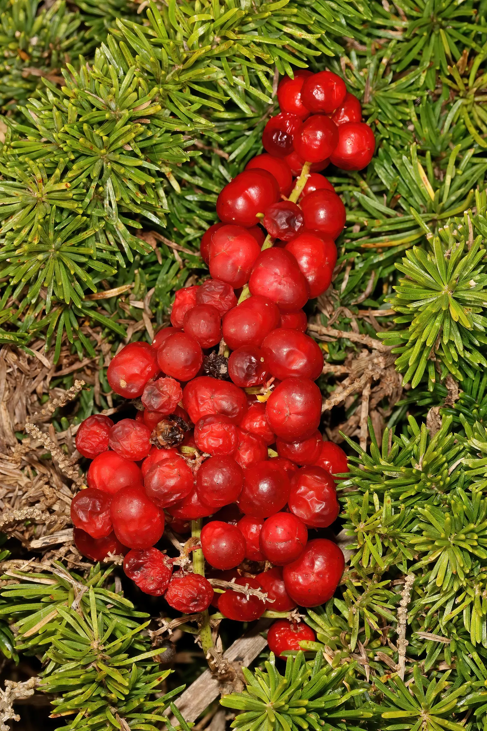Sprenger Asparagus (Asparagus Densiflorus 'Sprengeri') — and as a groundcover in shaded areas of the garden; grows from a central root with, image 98