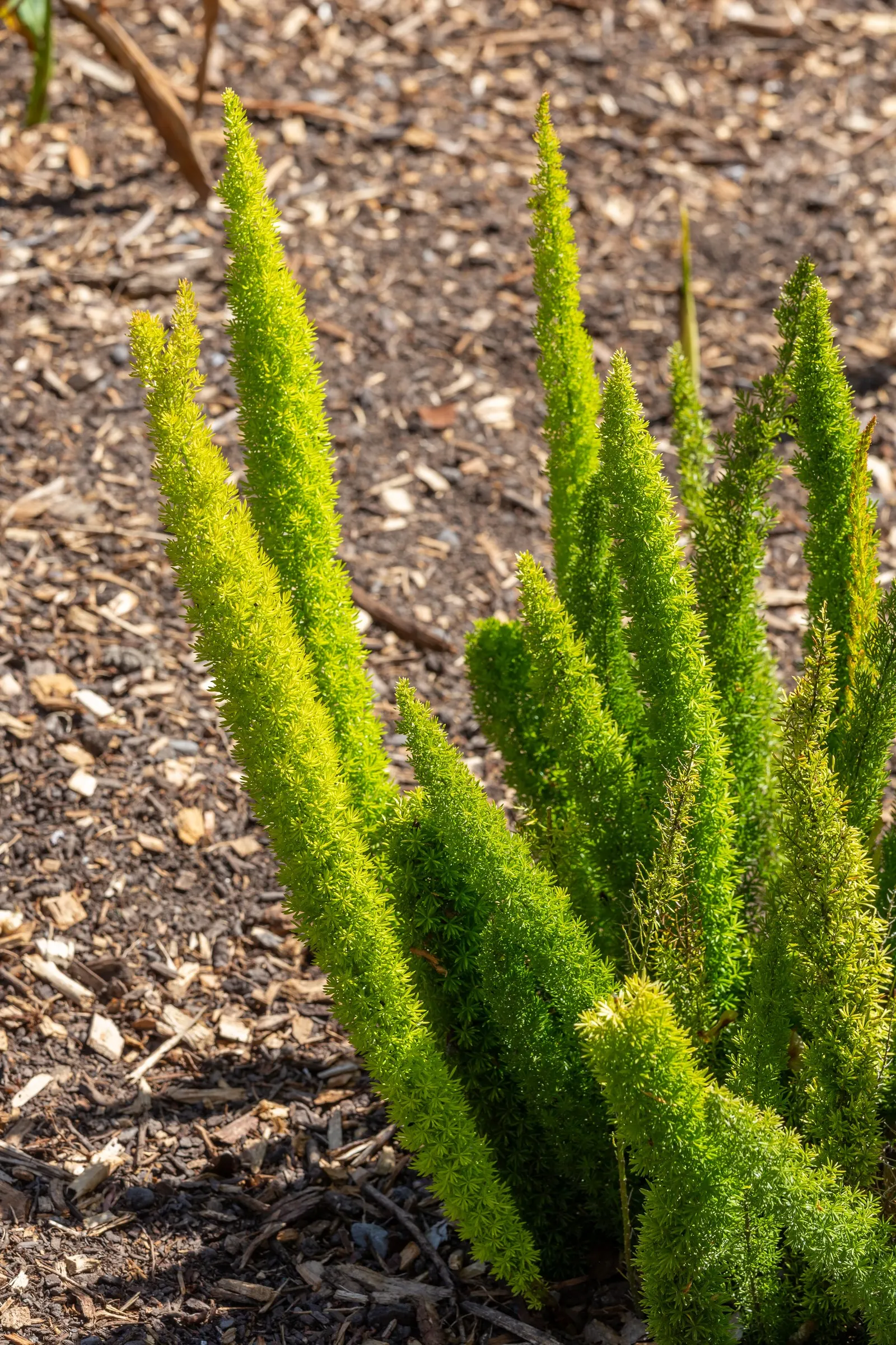 Sprenger Asparagus (Asparagus Densiflorus 'Sprengeri') — Requires well-drained soil and partial shade to full sun; grows from a central root with, image 131