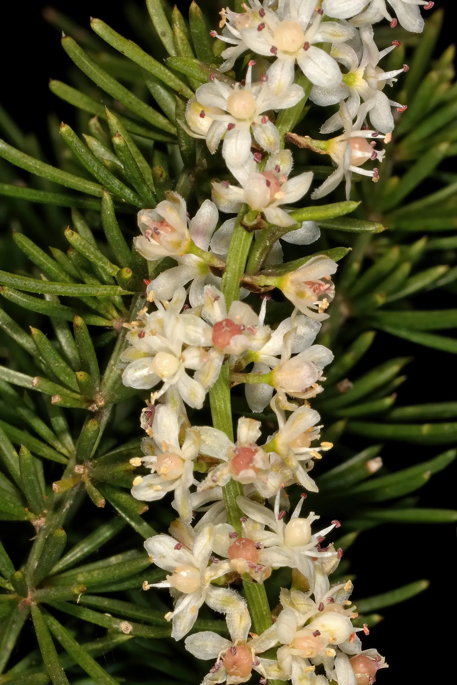 Sprenger Asparagus (Asparagus Densiflorus 'Sprengeri') — commonly called Sprenger Asparagus; perfect for hanging baskets, it adds texture with its, image 64