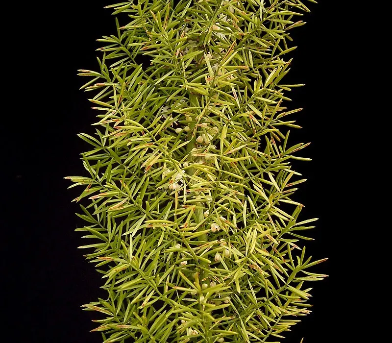 Sprenger Asparagus (Asparagus Densiflorus 'Sprengeri') — and as a groundcover in shaded areas of the garden; grows from a central root with, image 119