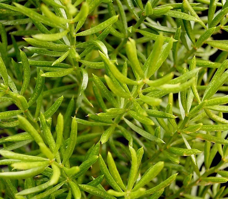 Sprenger Asparagus (Asparagus Densiflorus 'Sprengeri') — commonly called Sprenger Asparagus; perfect for hanging baskets, it adds texture with its, image 127