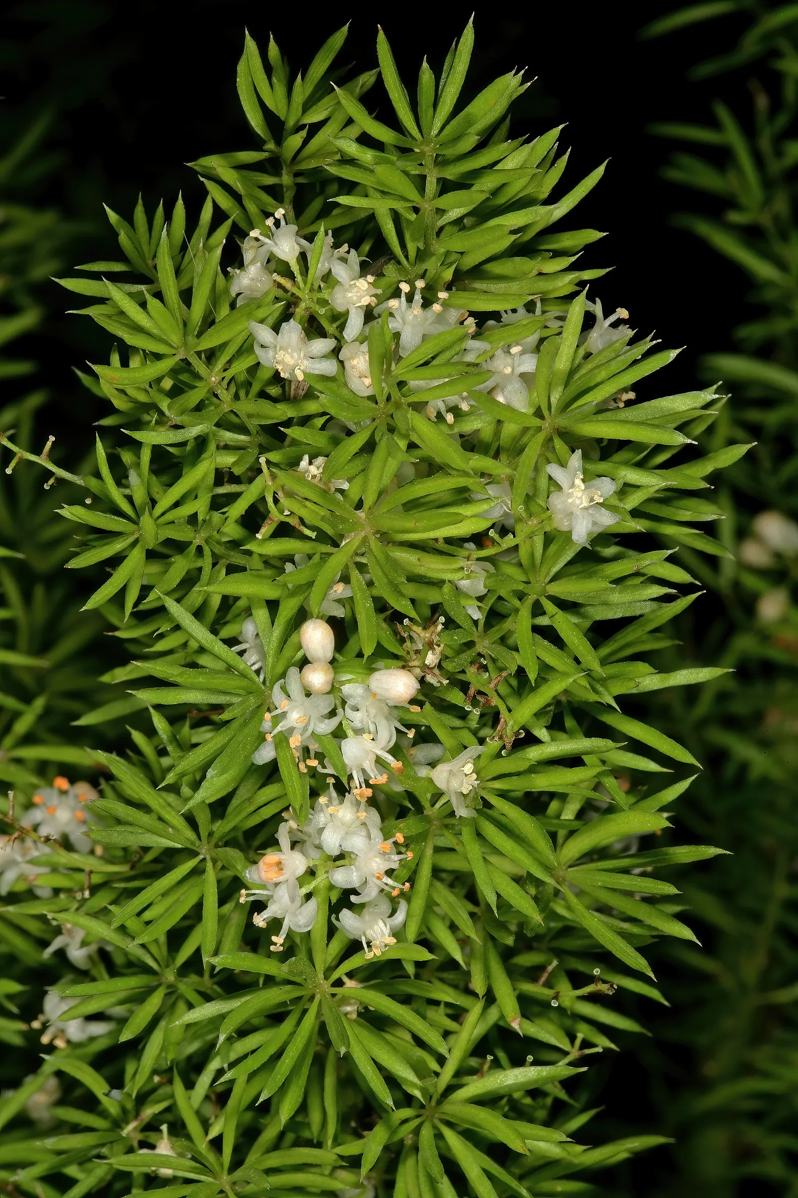 Sprenger Asparagus (Asparagus Densiflorus 'Sprengeri') — Thriving in USDA zones 9-11, it boasts arching stems reaching 2-3 feet with feathery, image 129