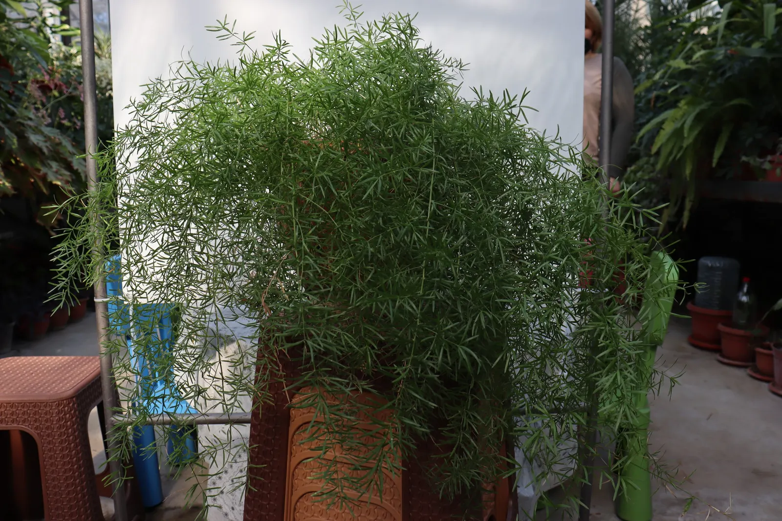 Sprenger Asparagus (Asparagus Densiflorus 'Sprengeri') — It's an excellent choice for hanging baskets; perfect for hanging baskets, it adds texture with its