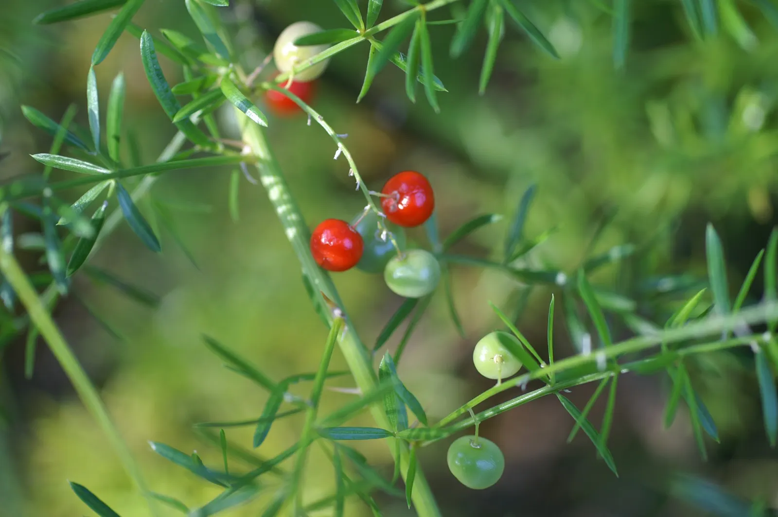 Sprenger Asparagus (Asparagus Densiflorus 'Sprengeri') — commonly known as Sprenger Asparagus or Asparagus fern; grows from a central root with, image 92