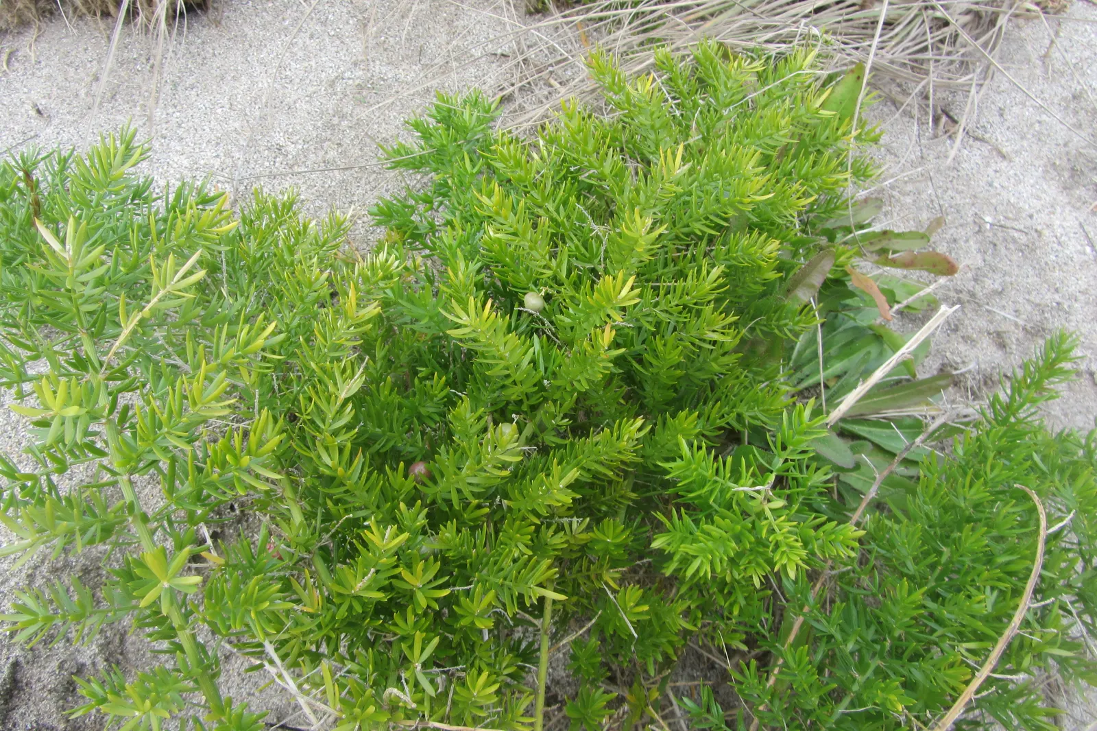 Sprenger Asparagus (Asparagus Densiflorus 'Sprengeri') — commonly called Sprenger Asparagus; perfect for hanging baskets, it adds texture with its, image 85