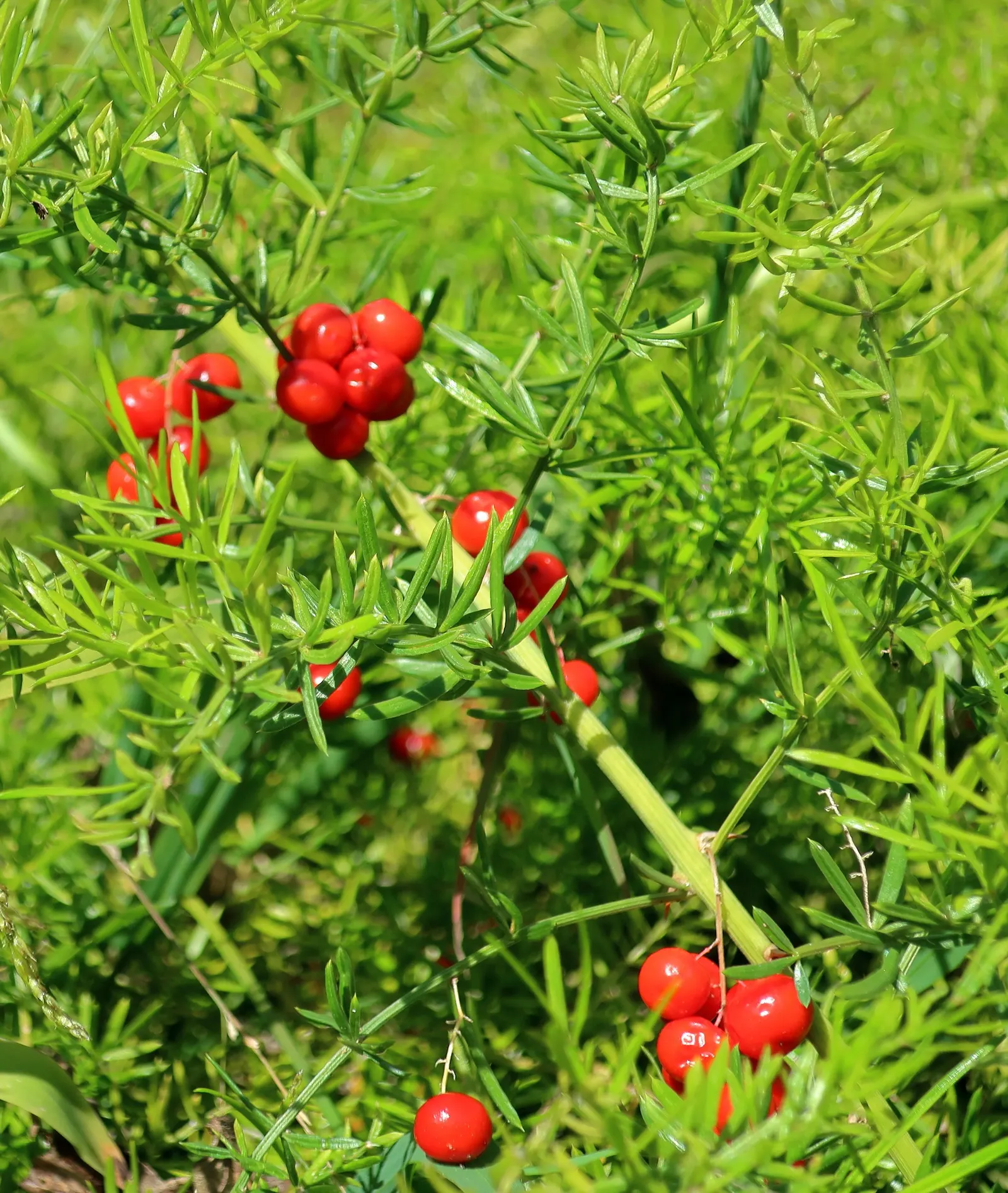 Sprenger Asparagus (Asparagus Densiflorus 'Sprengeri') — it's important to note that the berries are toxic if ingested; grows from a central root, image 59