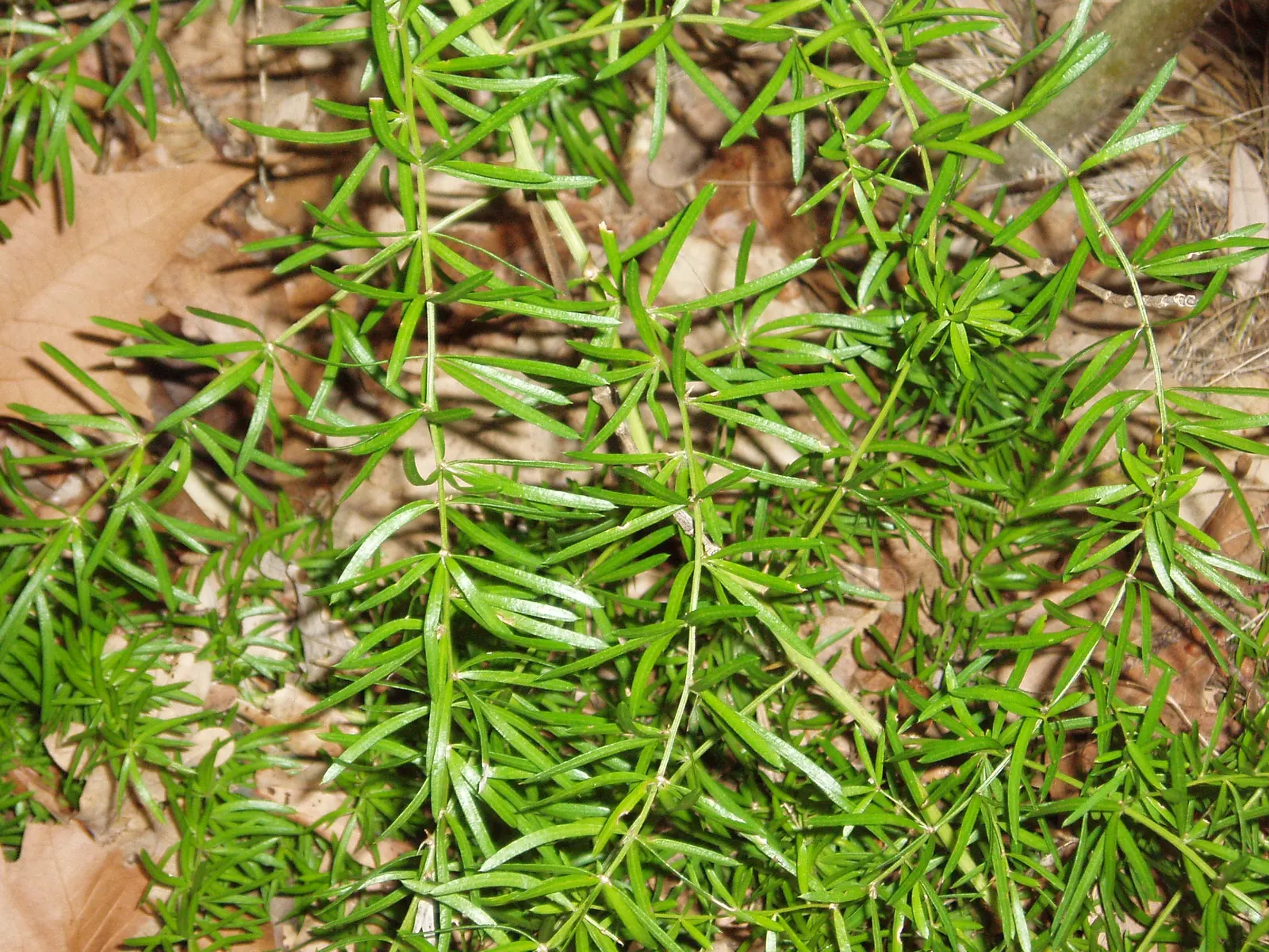 Sprenger Asparagus (Asparagus Densiflorus 'Sprengeri') — commonly called Sprenger Asparagus; perfect for hanging baskets, it adds texture with its, image 43
