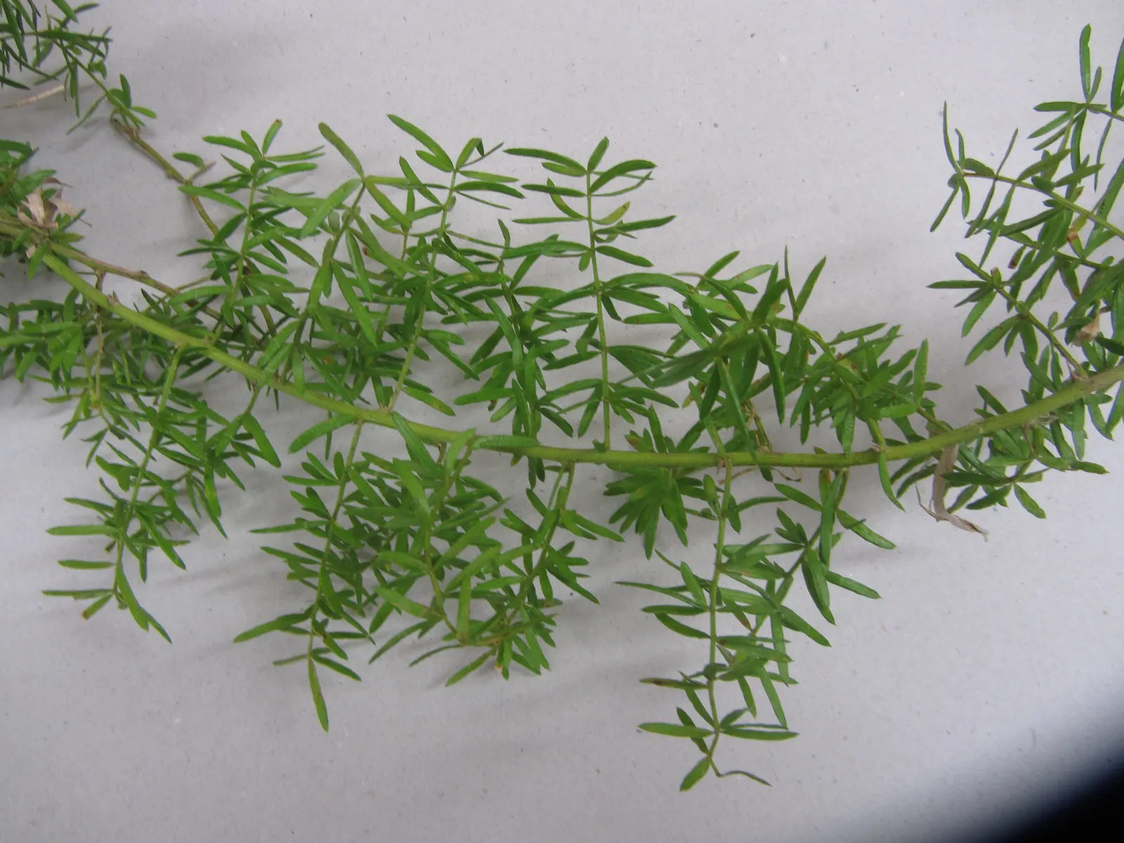 Sprenger Asparagus (Asparagus Densiflorus 'Sprengeri') — Perfect for hanging baskets, it adds texture with its cascading nature, image 46